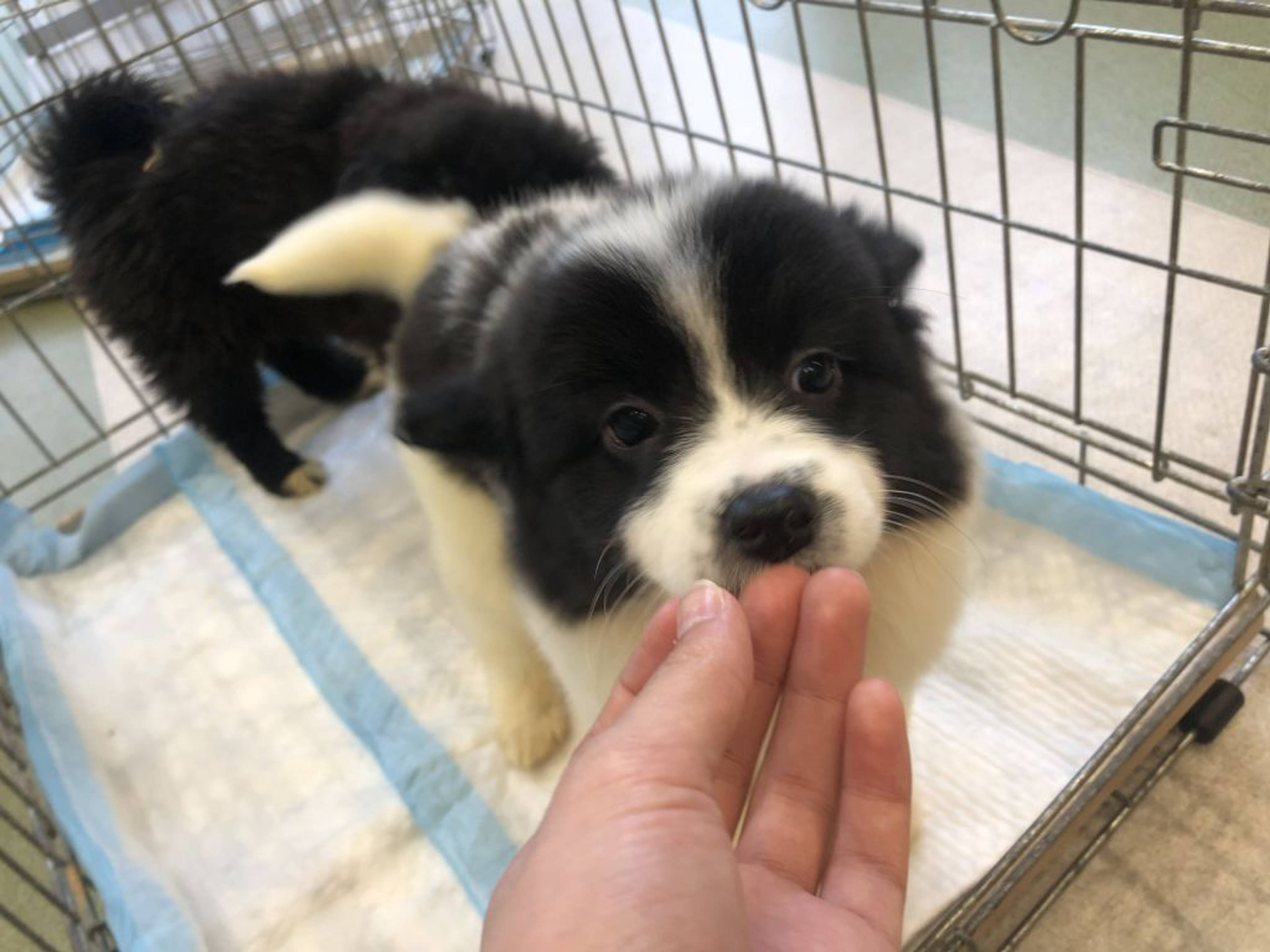 雑種（ミックス犬）・メスの里親募集の写真