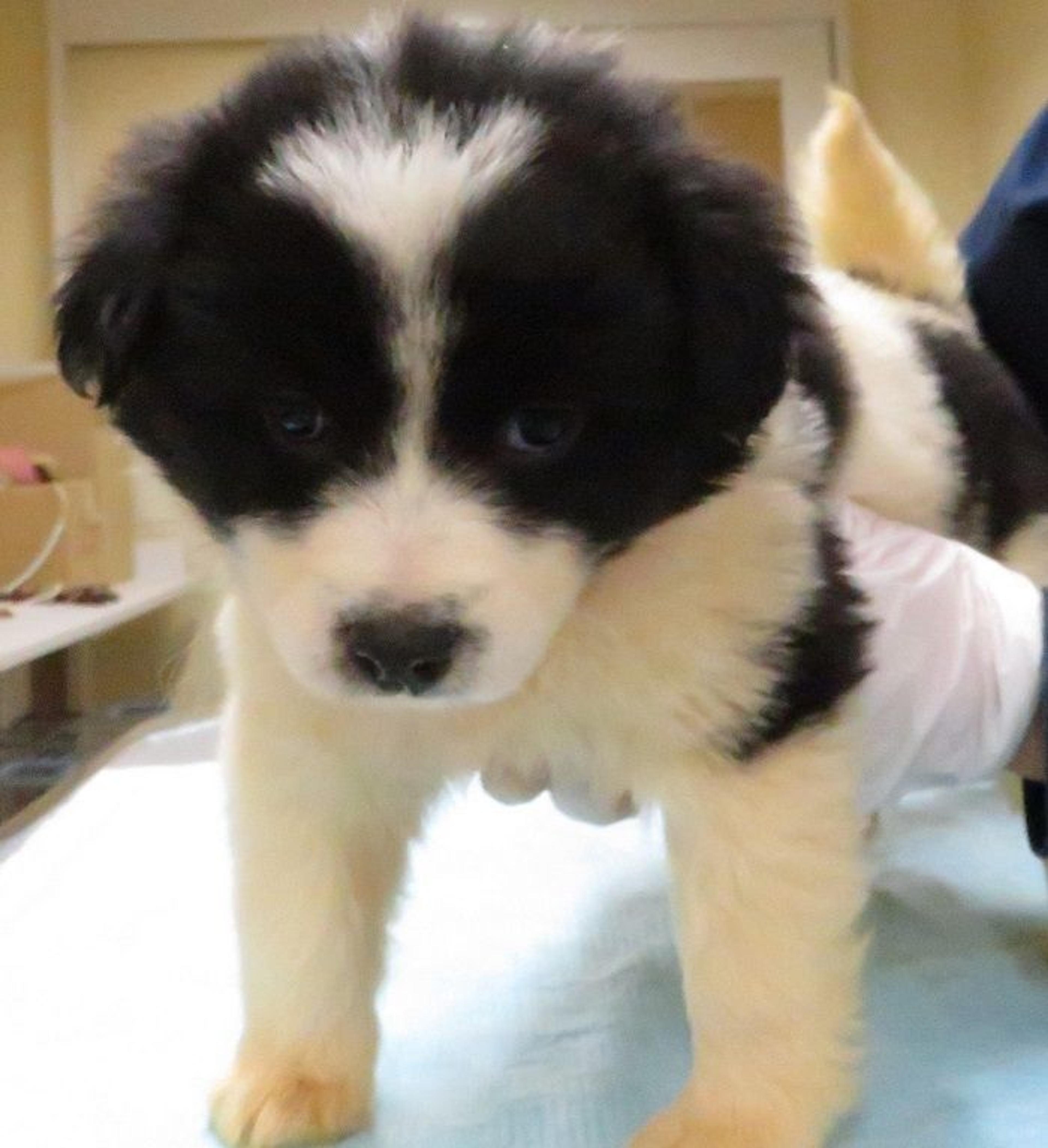 pet-image-3