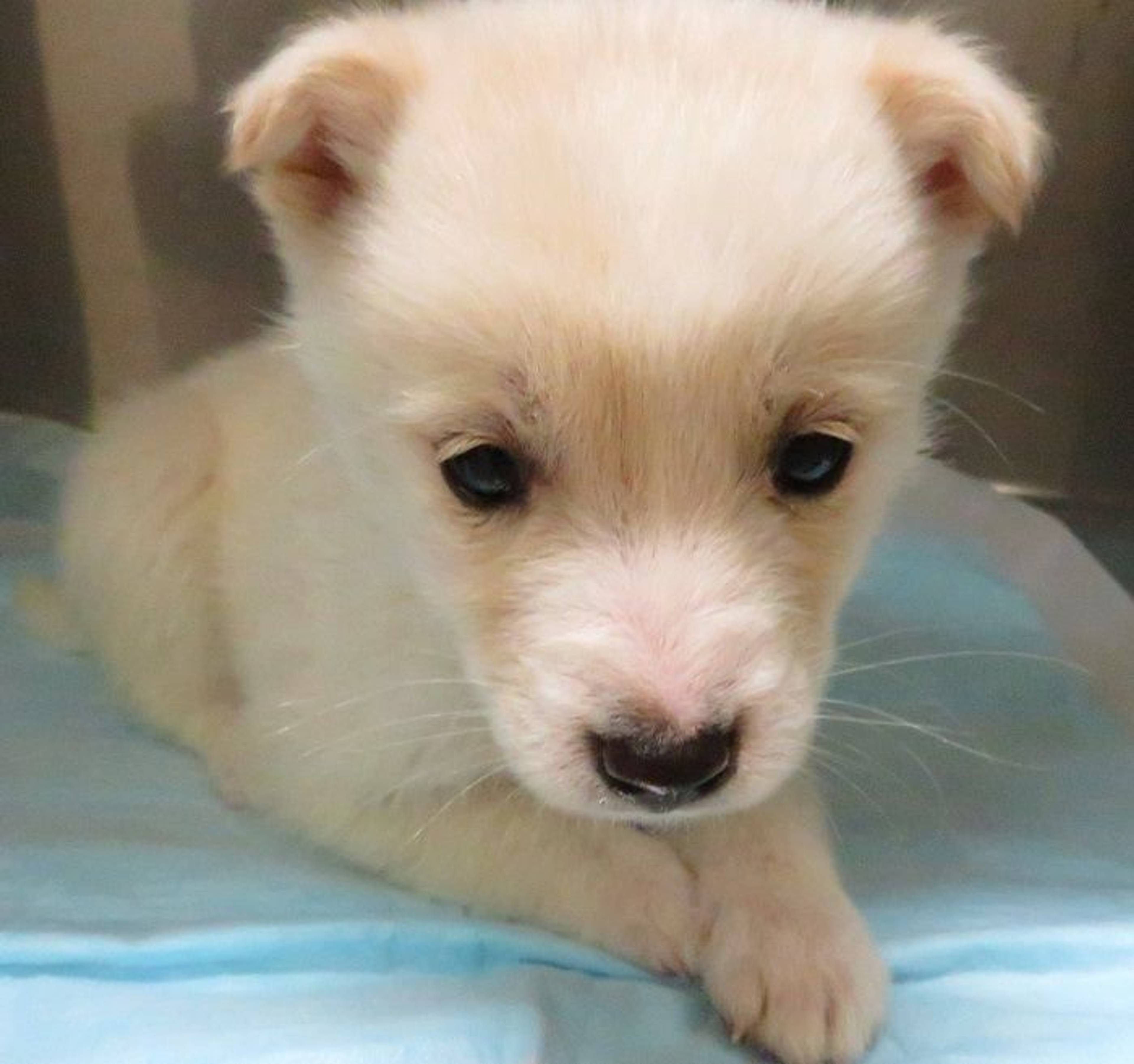 雑種（ミックス犬）・オスの里親募集の写真