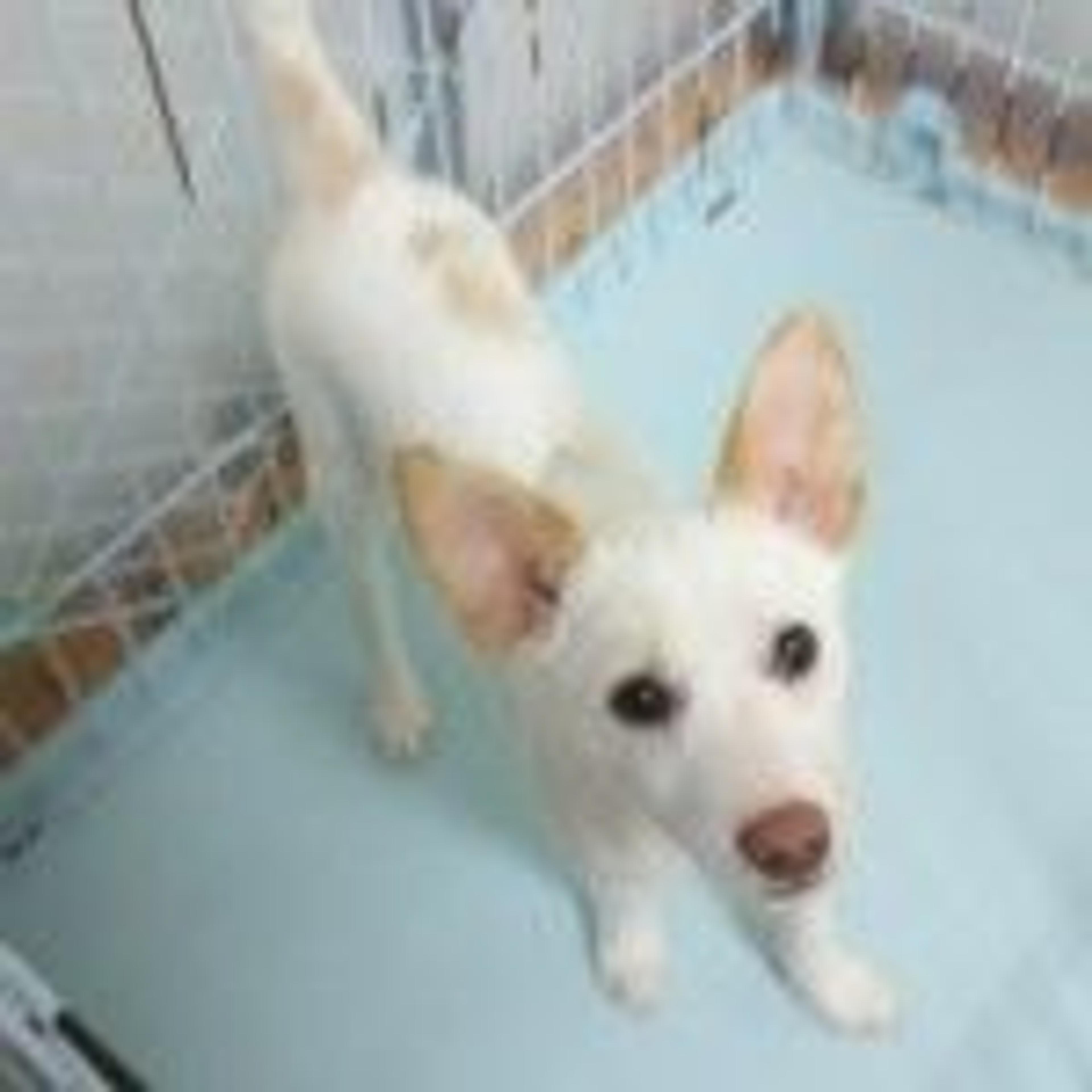 pet-image-2