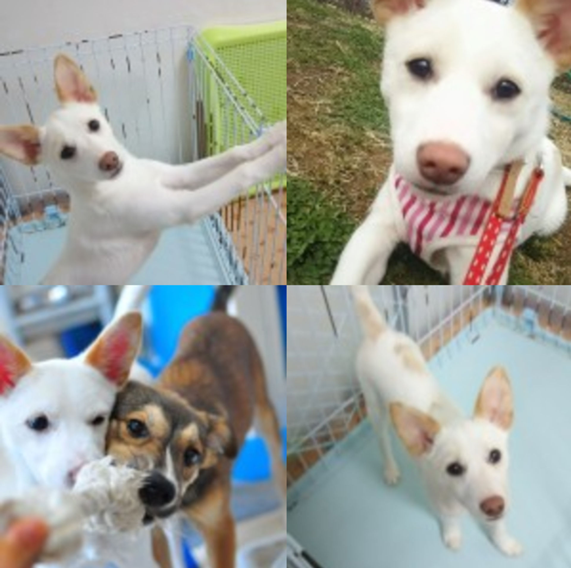 雑種（ミックス犬）・メスの里親募集の写真