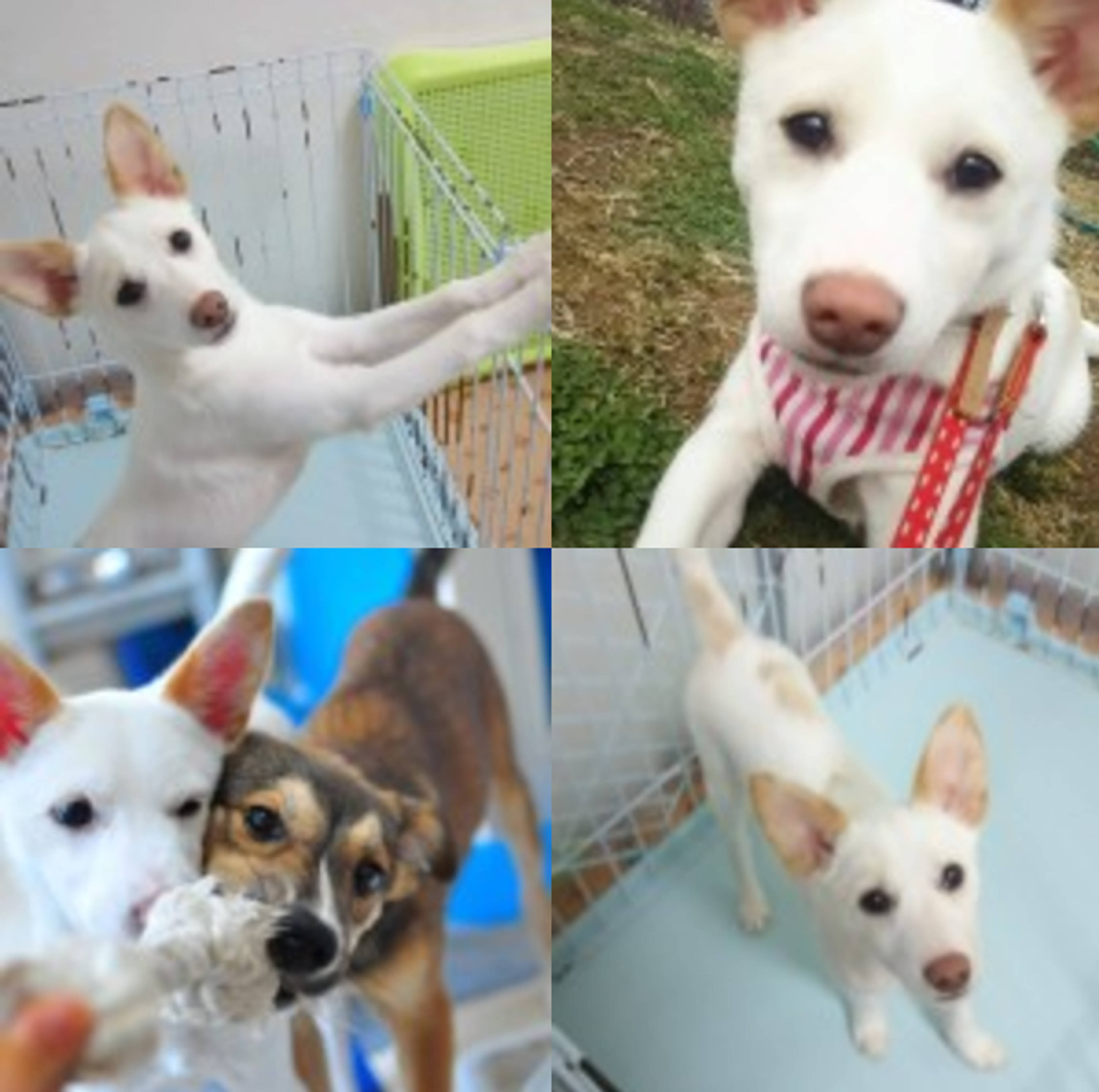 雑種（ミックス犬）・メスの里親募集の写真