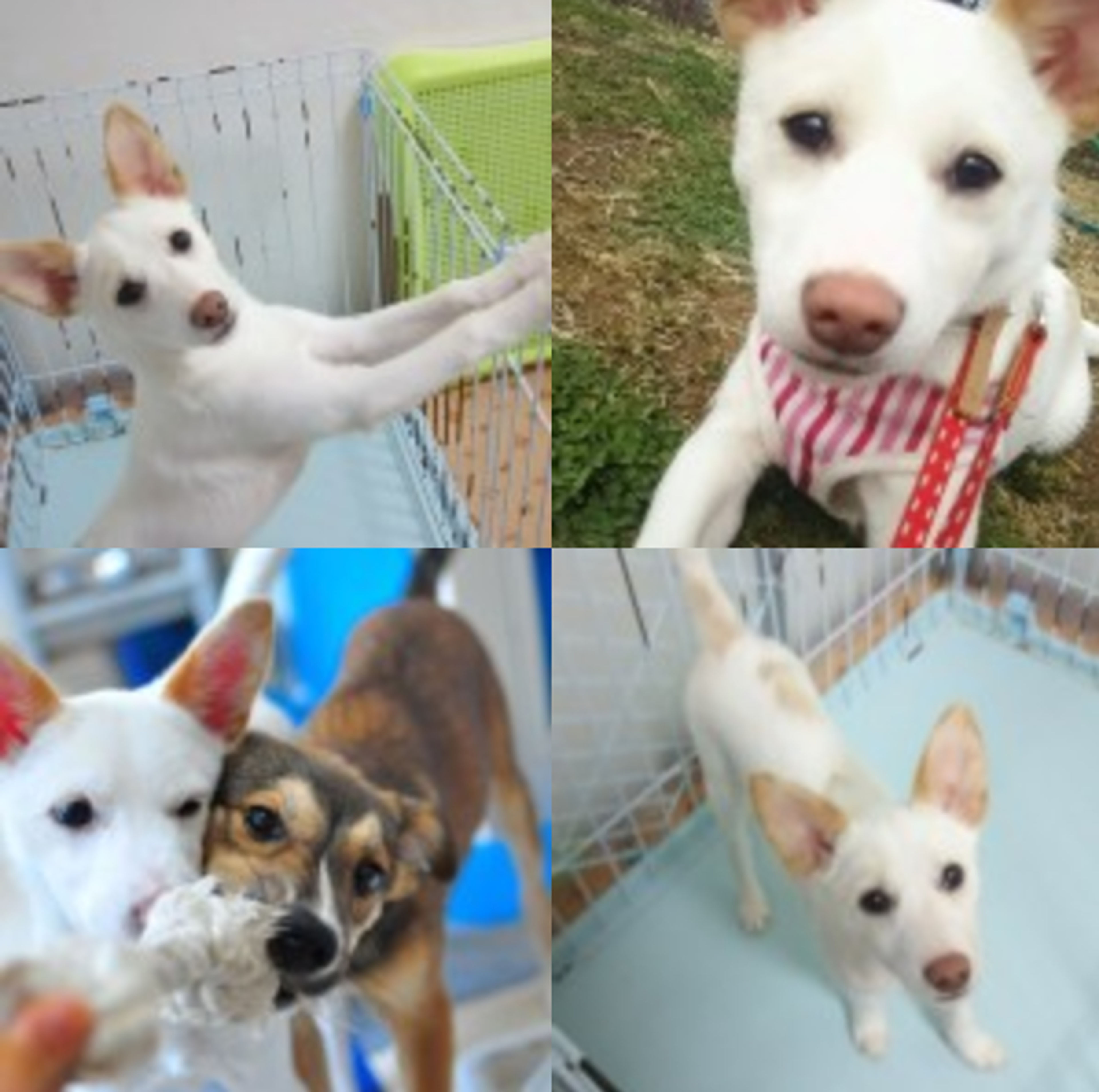 雑種（ミックス犬）・メスの里親募集の写真
