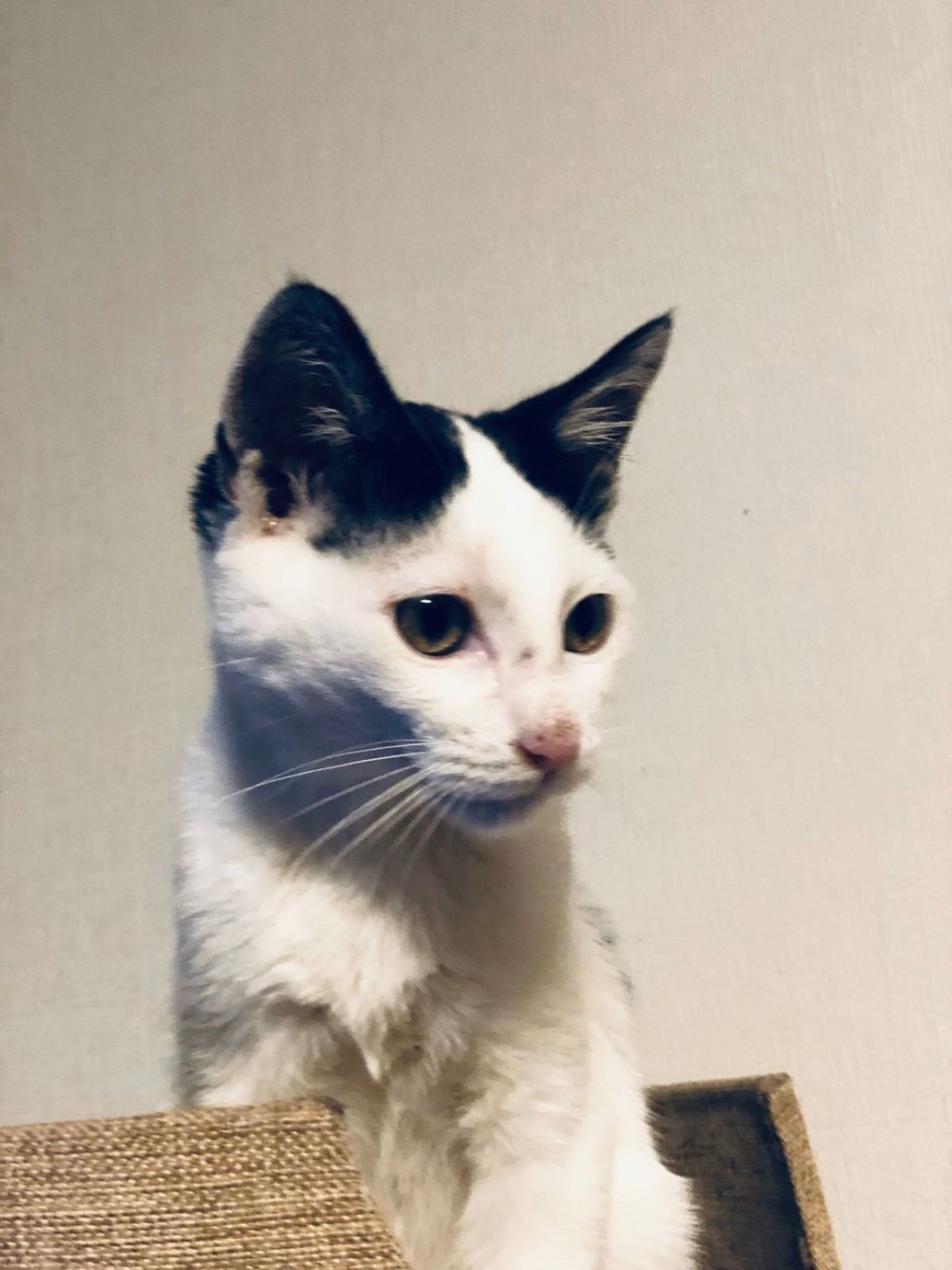 日本猫・オスの里親募集の写真