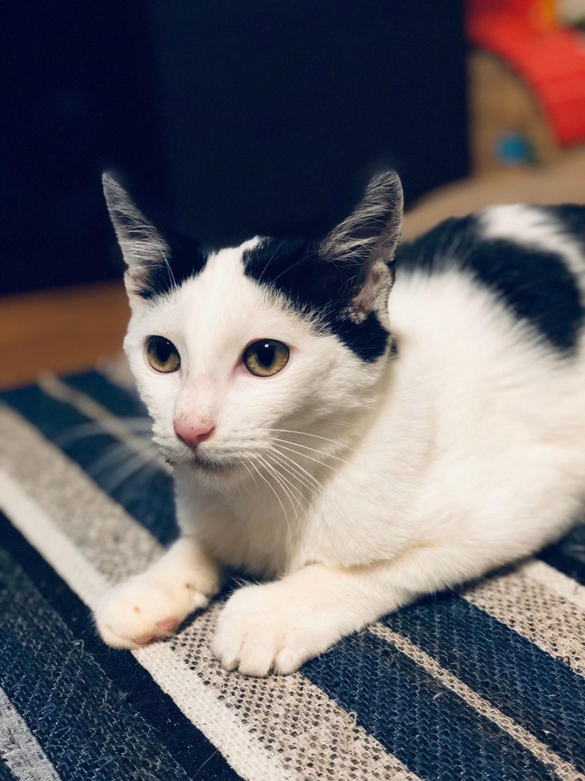pet-image-5