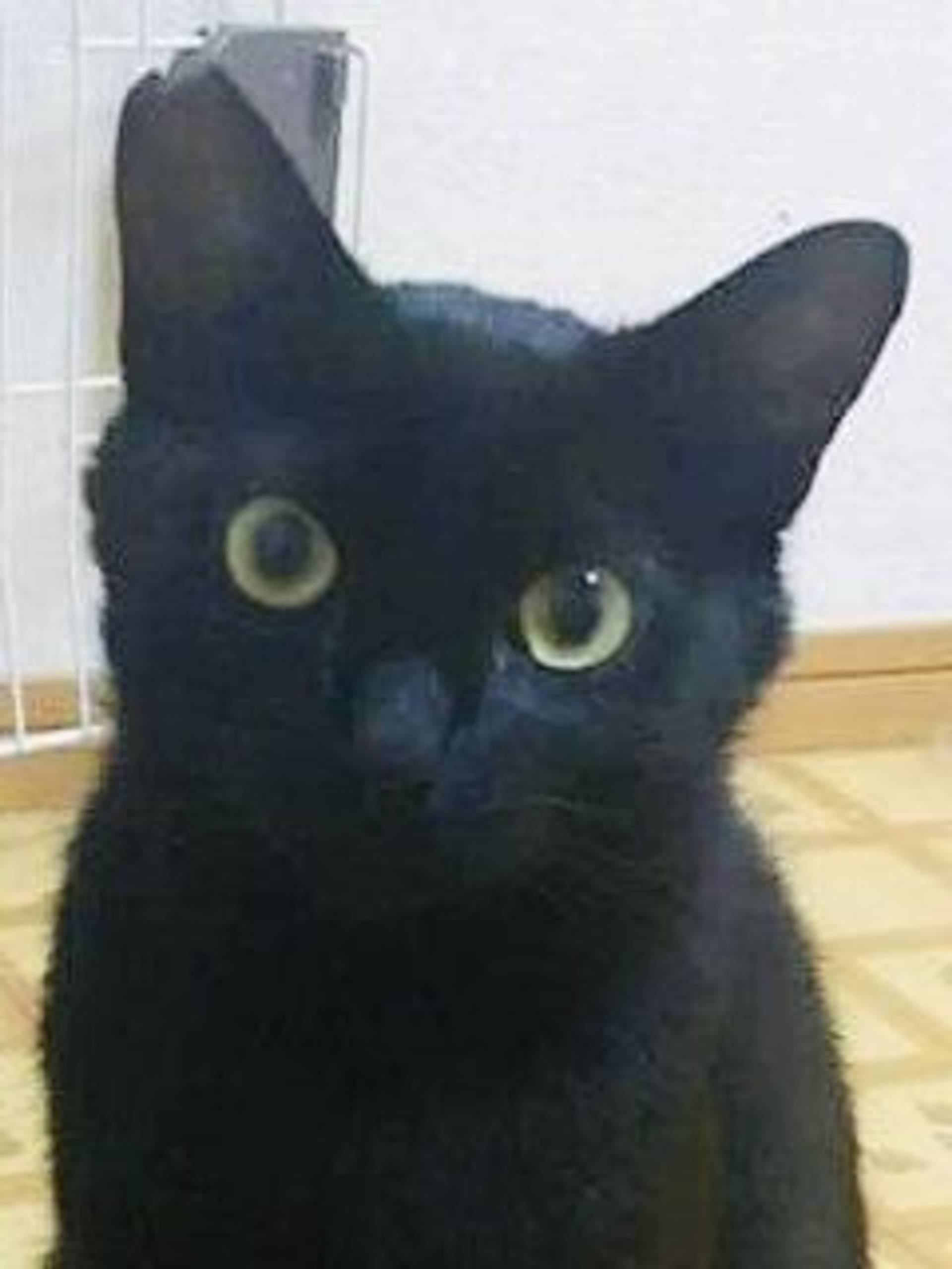 雑種（ミックス猫）・オスの里親募集の写真