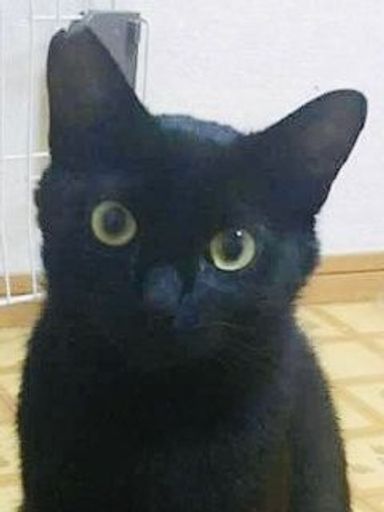 ジェット