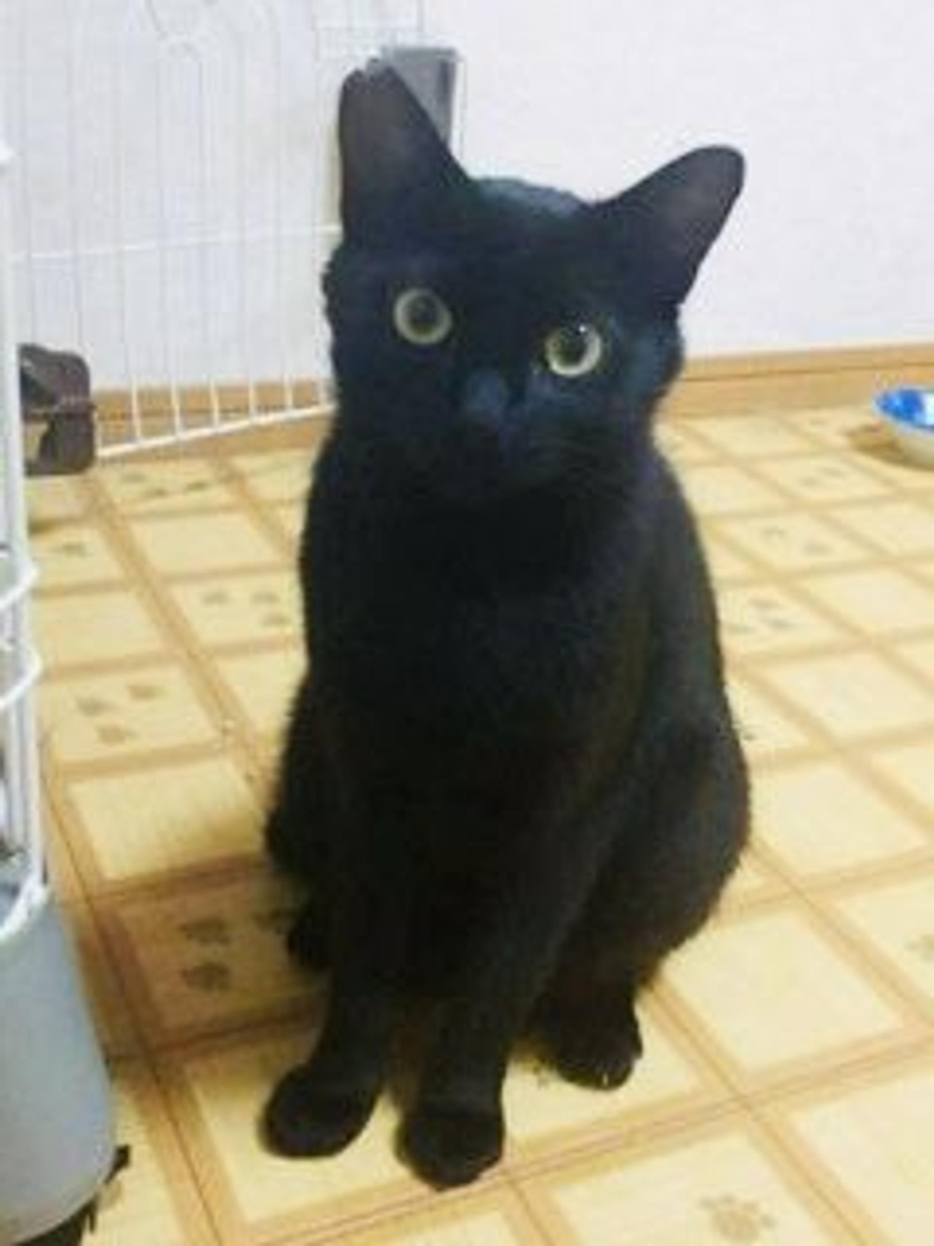 pet-image-3