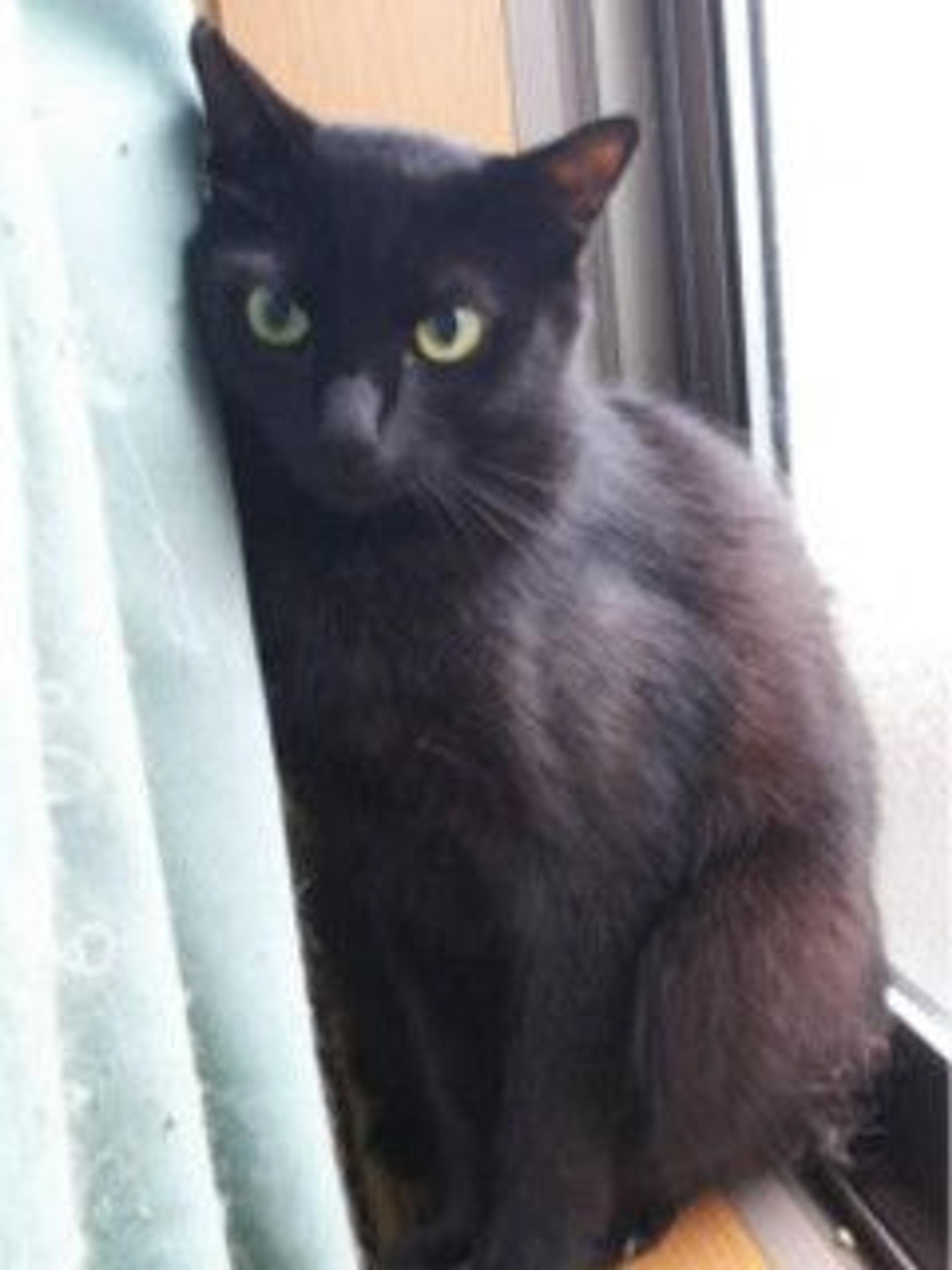 pet-image-5
