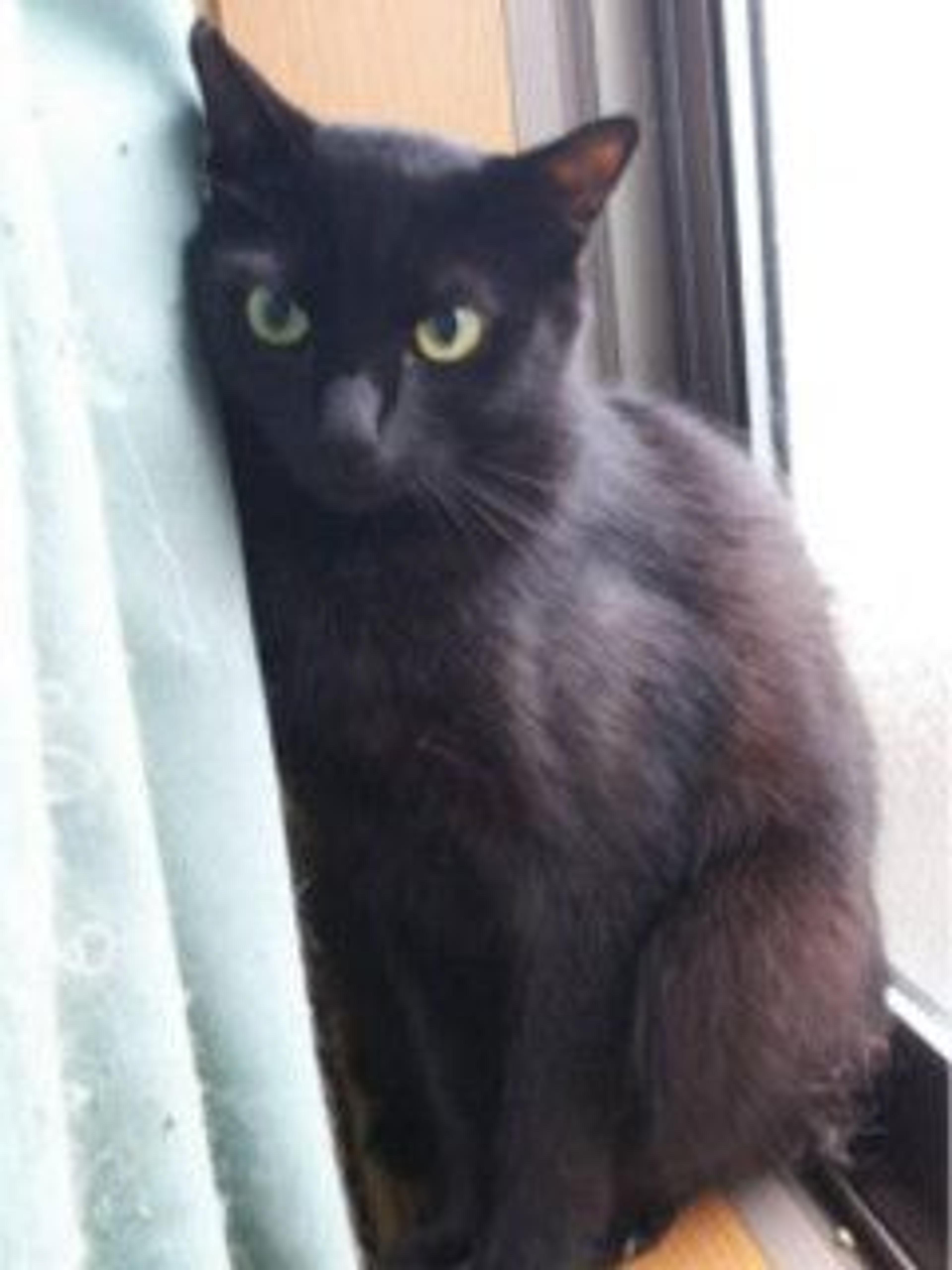 pet-image-5