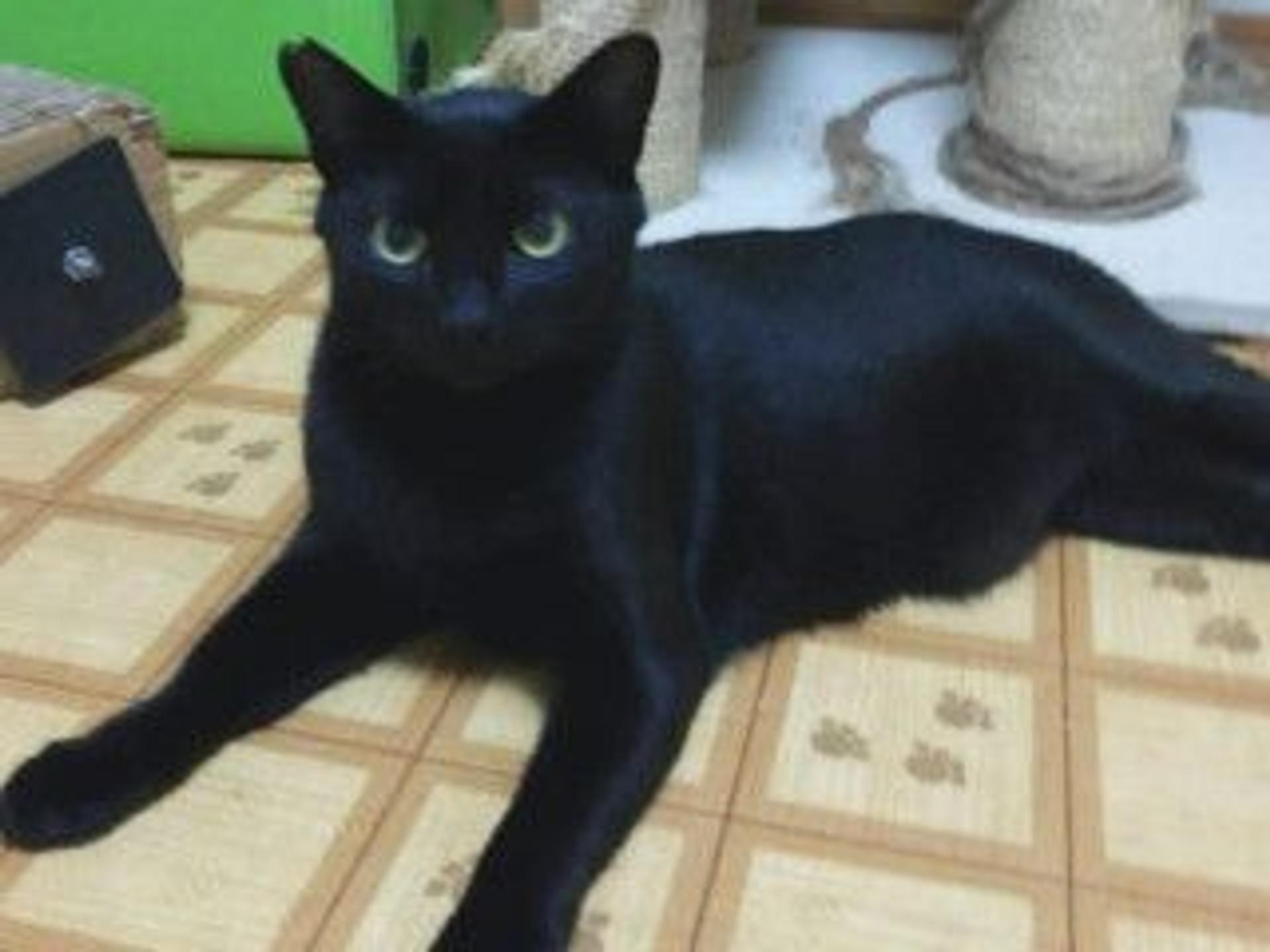pet-image-6