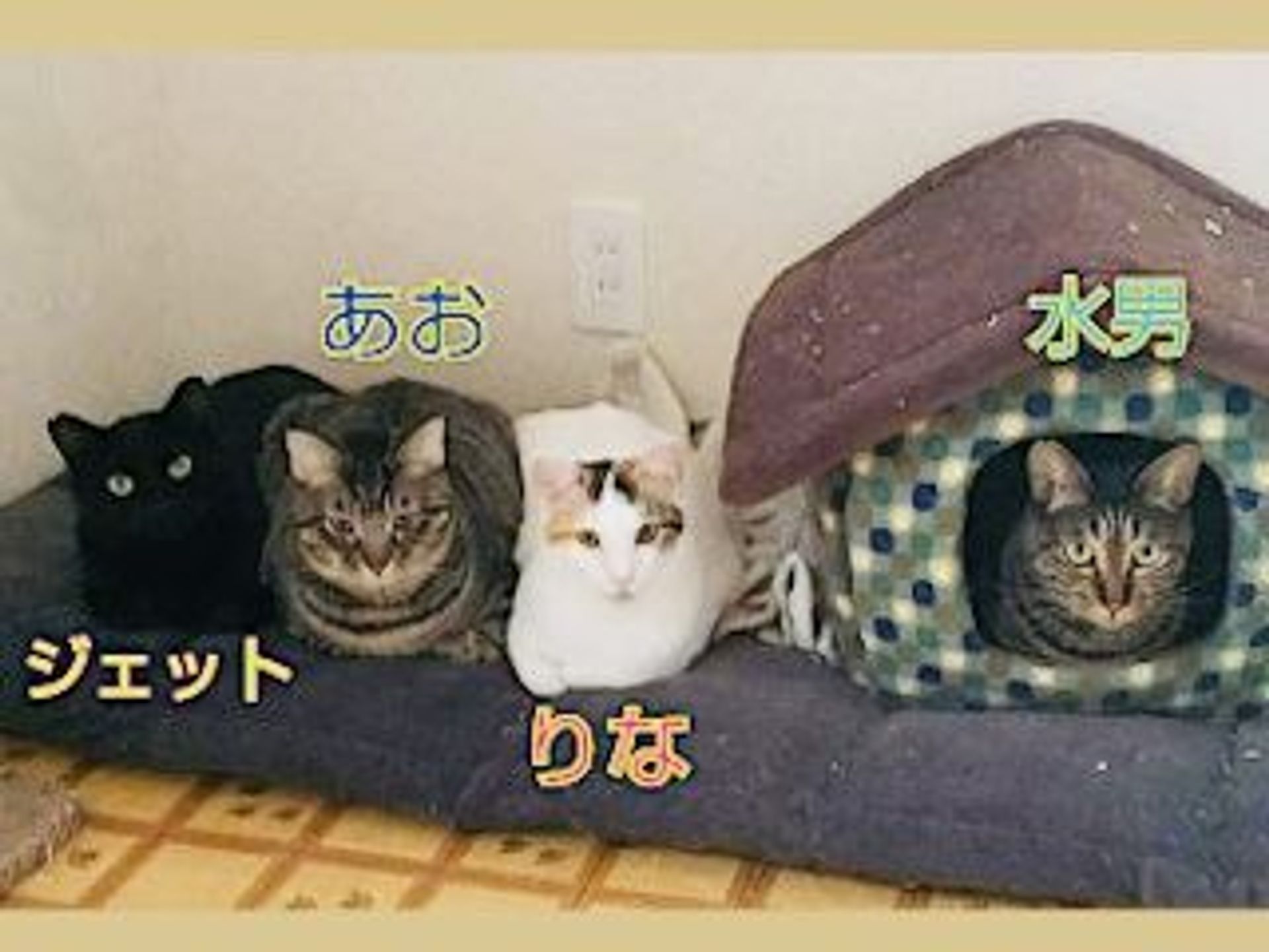 雑種（ミックス猫）・オスの里親募集の写真