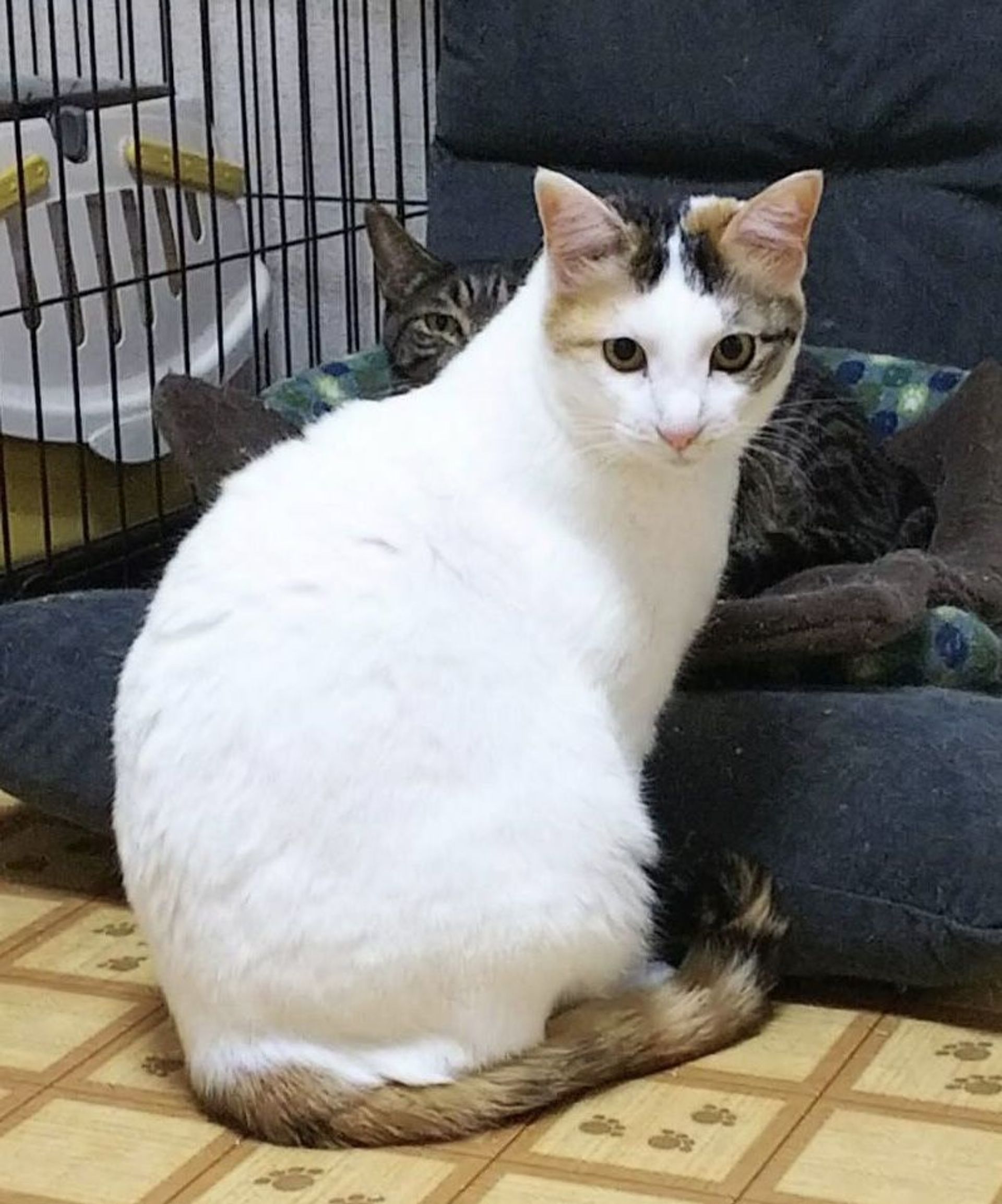 雑種（ミックス猫）・メスの里親募集の写真