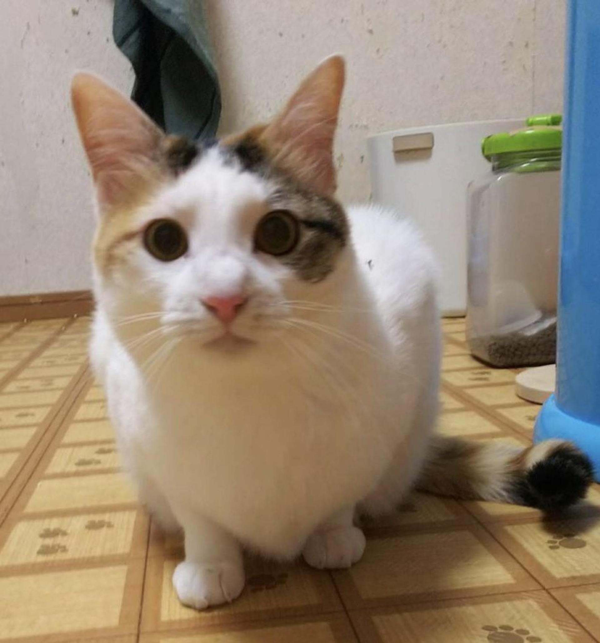 pet-image-4
