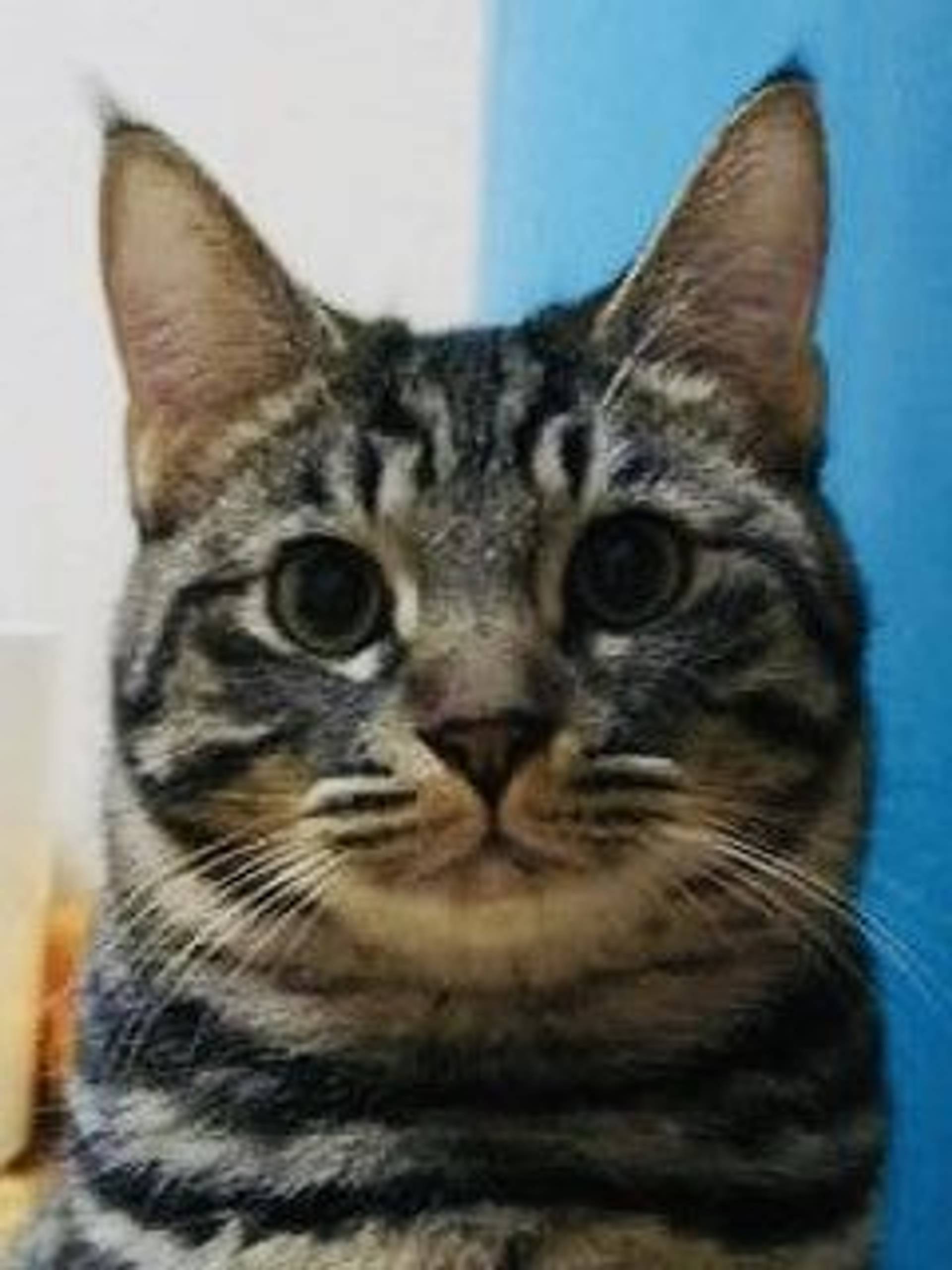 雑種（ミックス猫）・オスの里親募集の写真