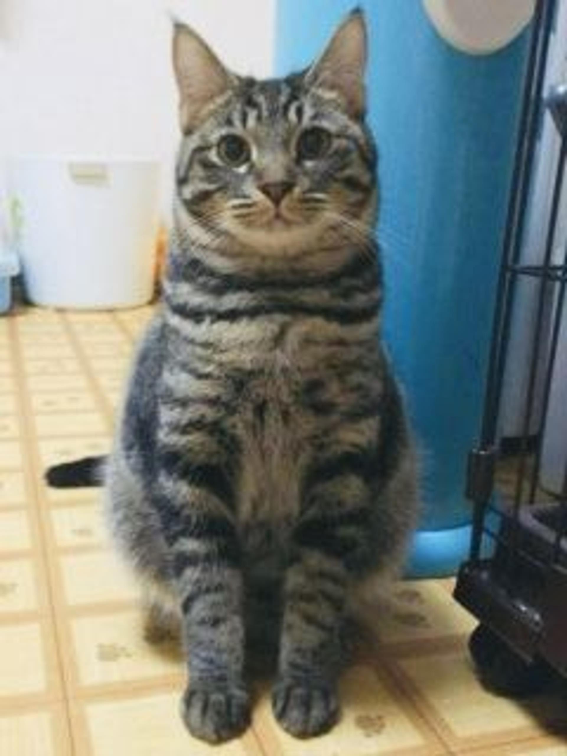 pet-image-3