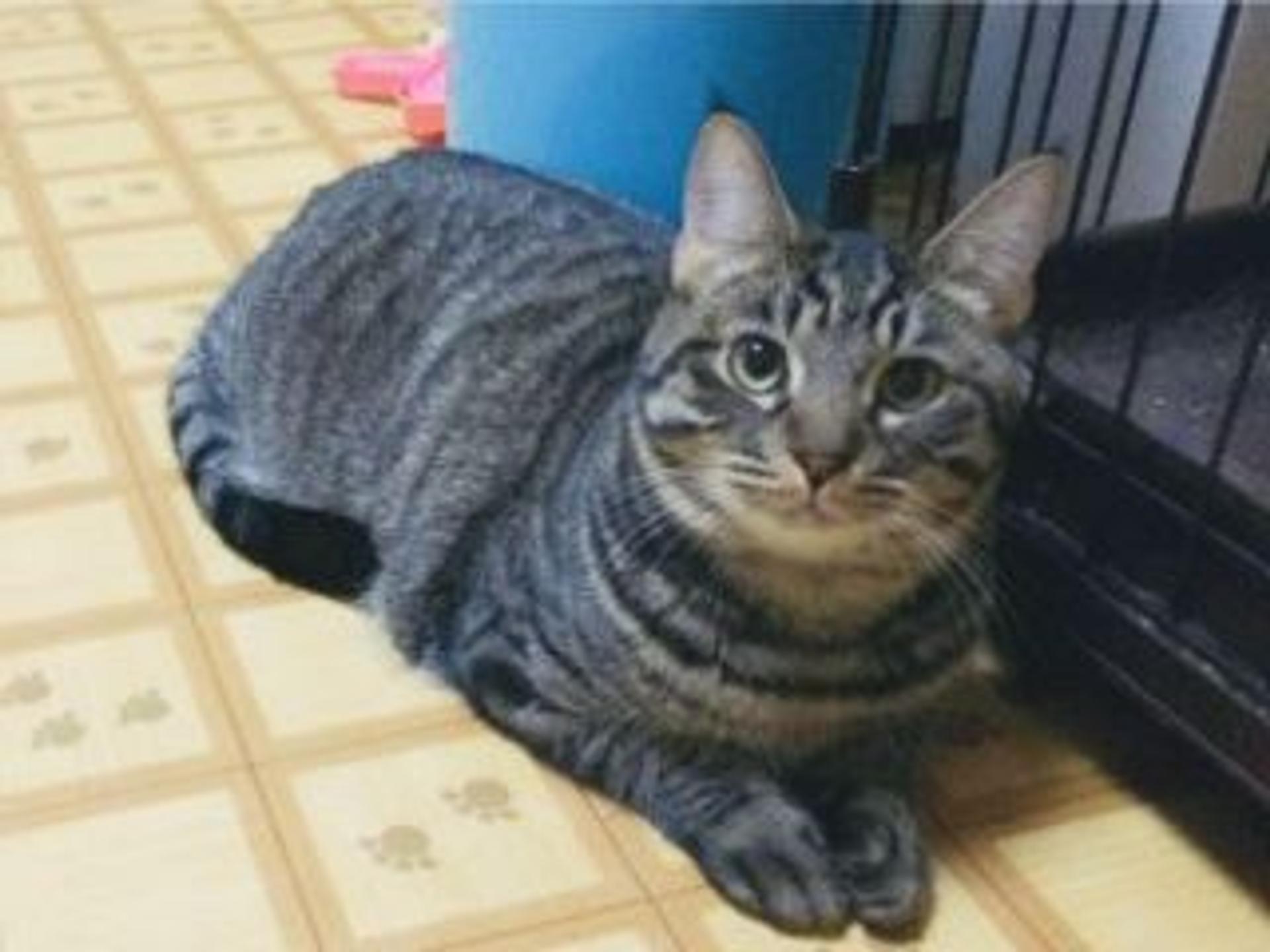 pet-image-4