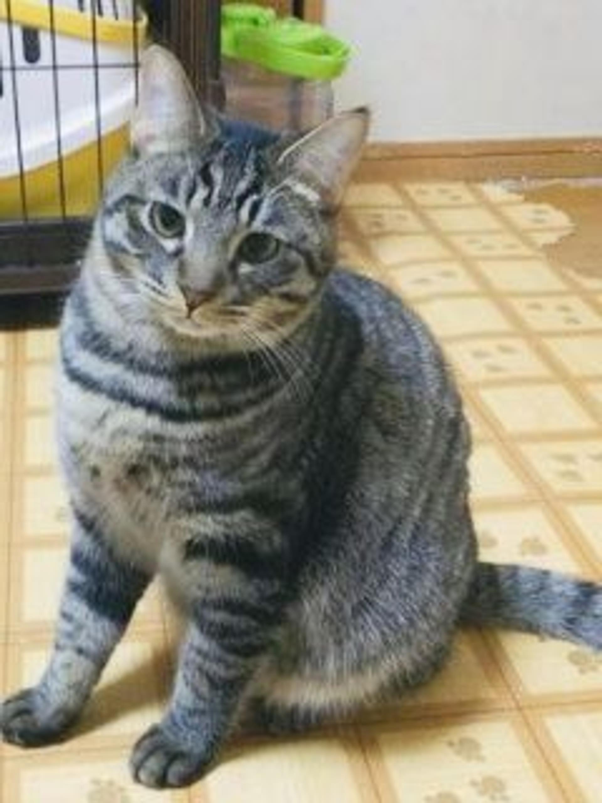 pet-image-5
