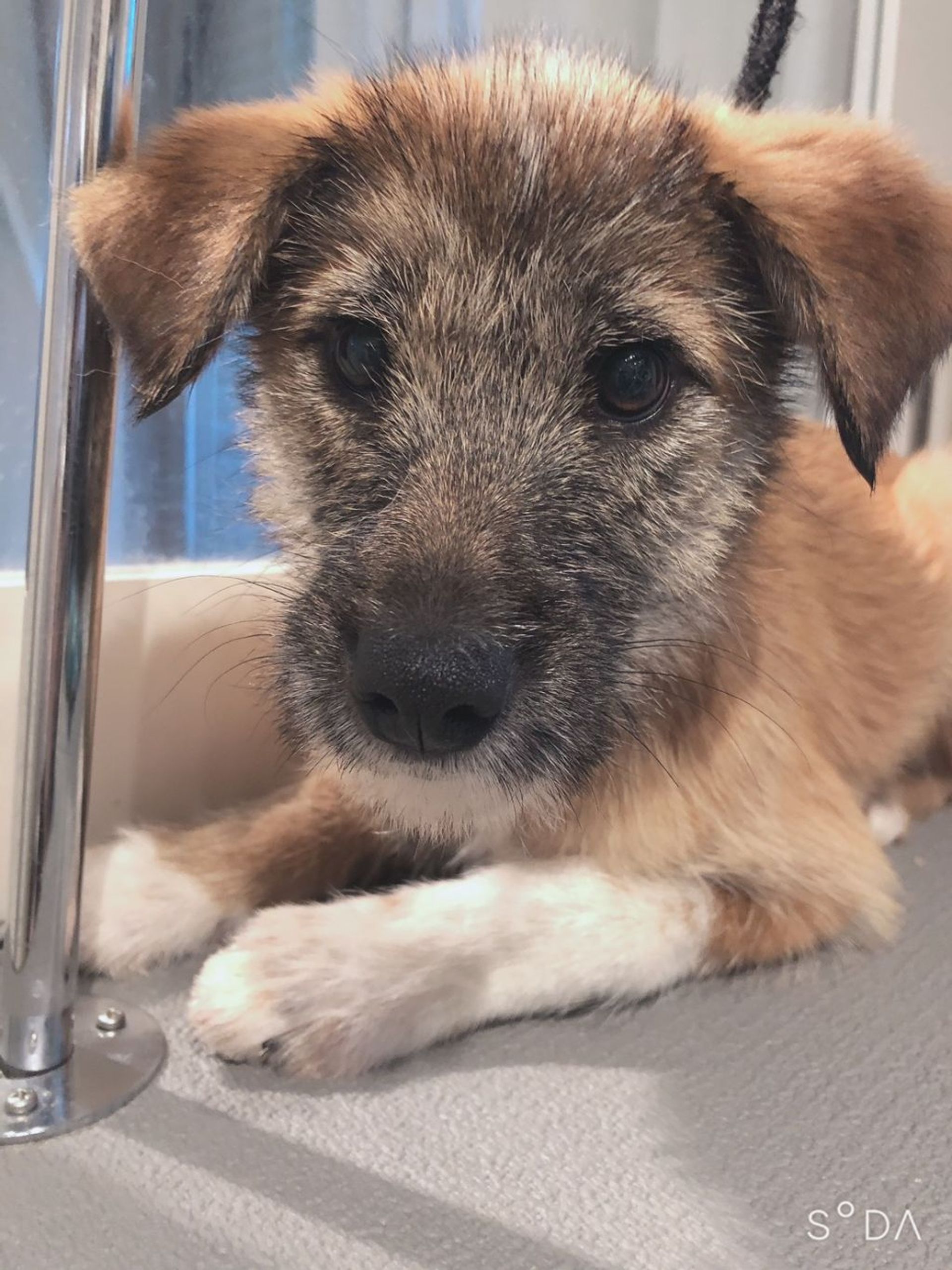 雑種（ミックス犬）・メスの里親募集の写真
