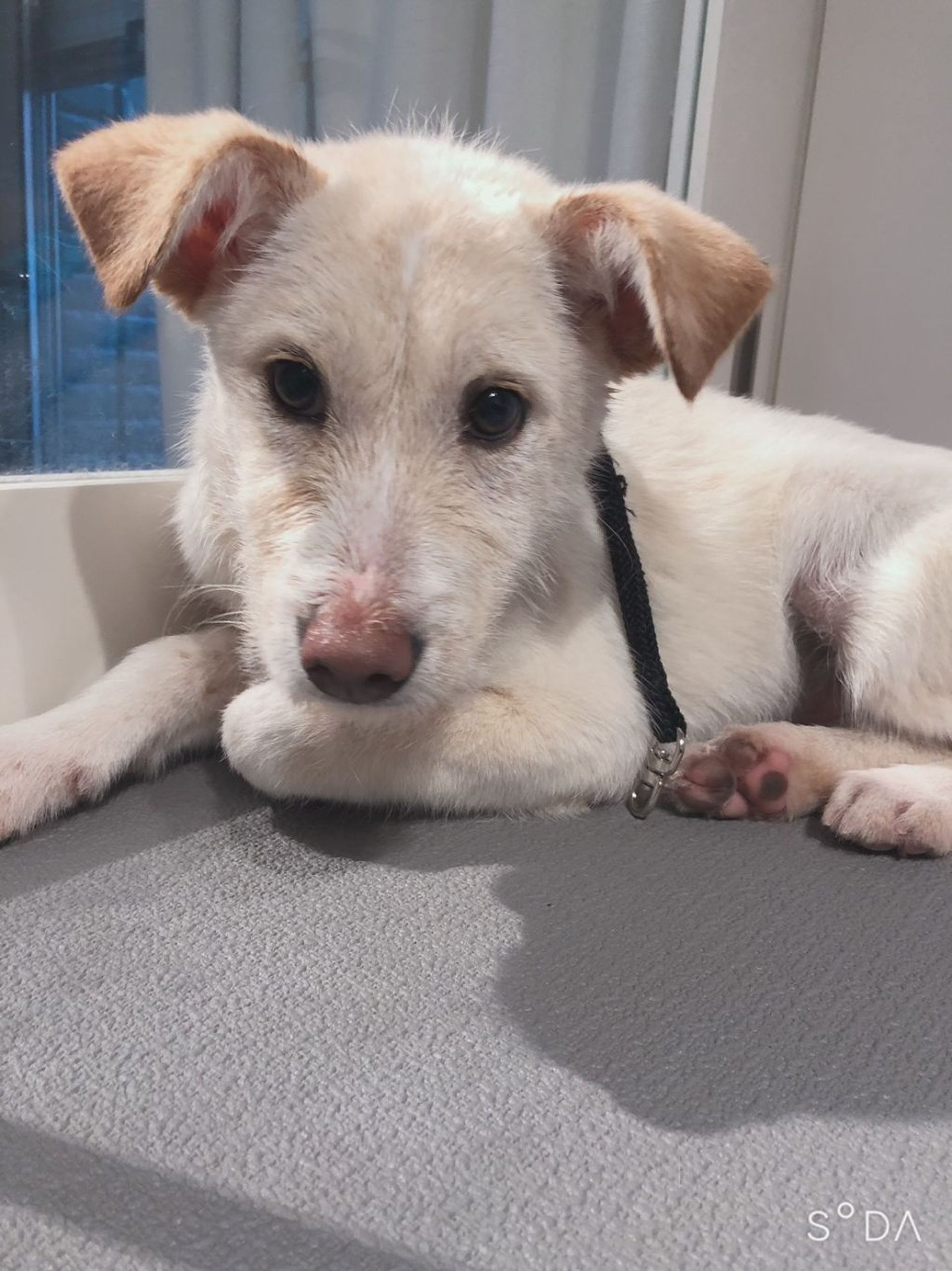 雑種（ミックス犬）・メスの里親募集の写真