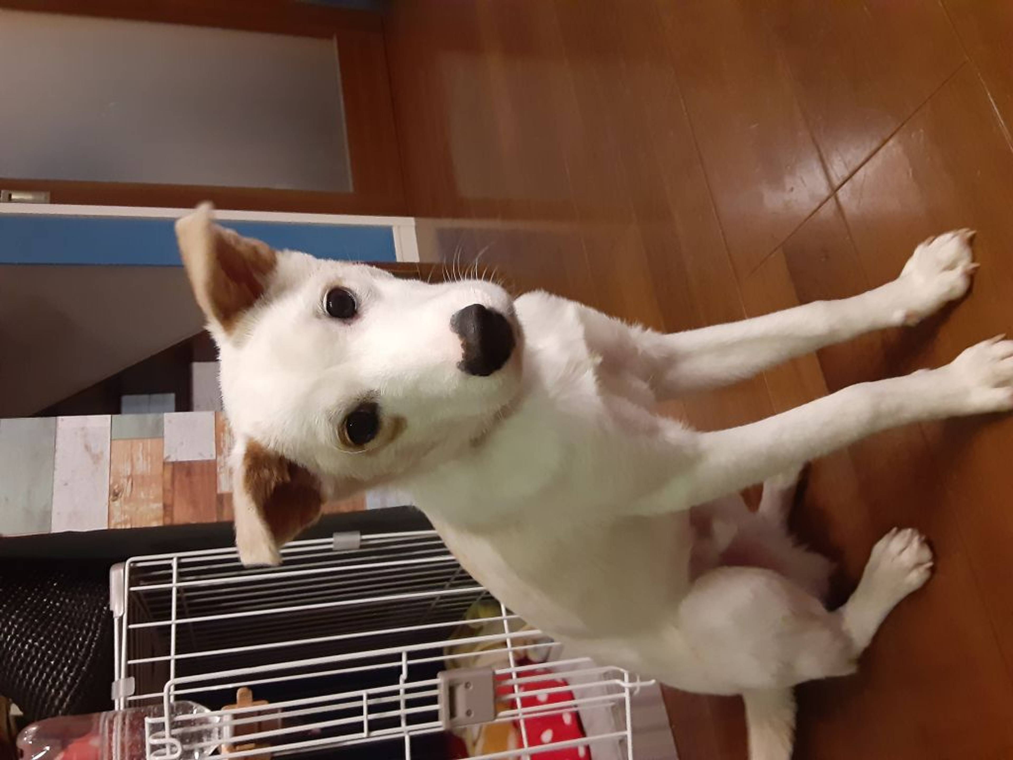 雑種（ミックス犬）・オスの里親募集の写真
