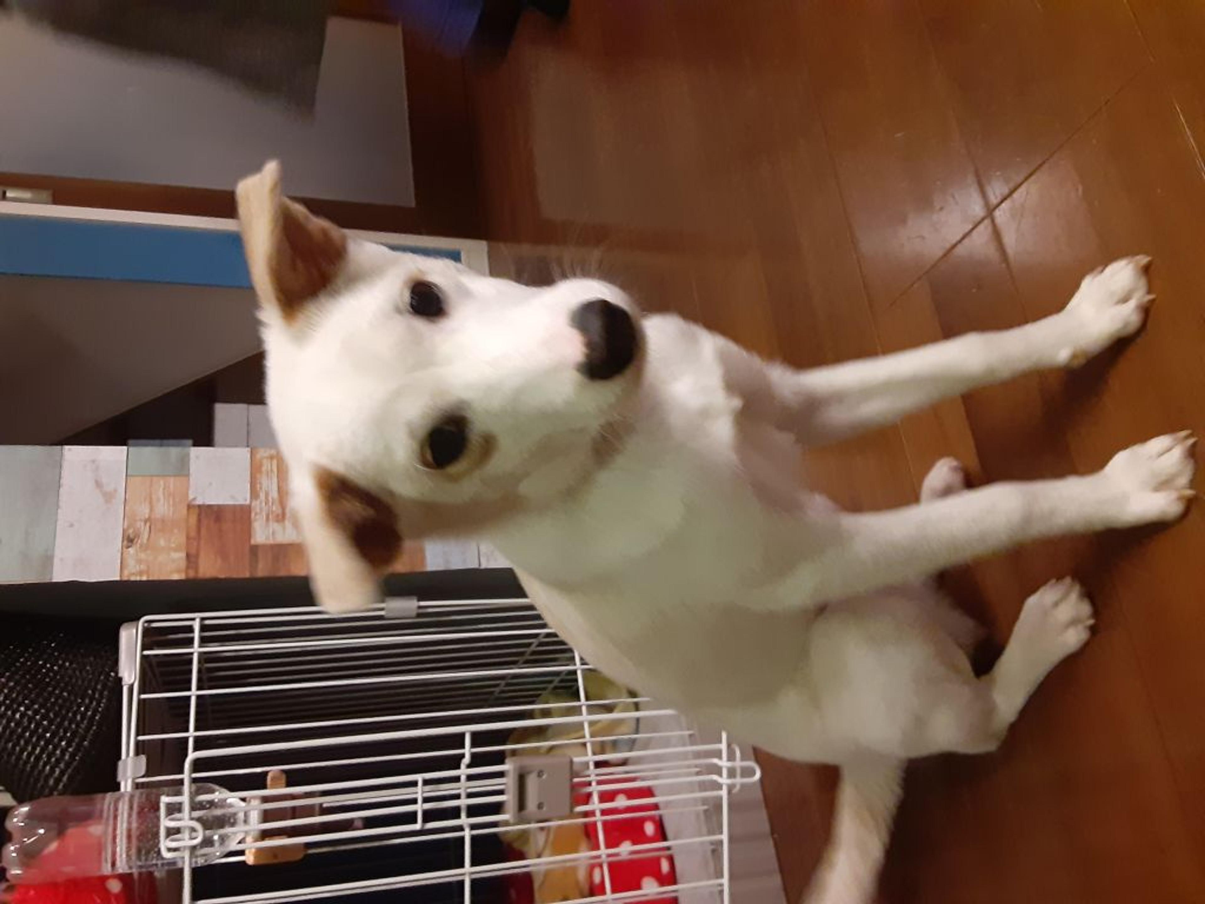 pet-image-2