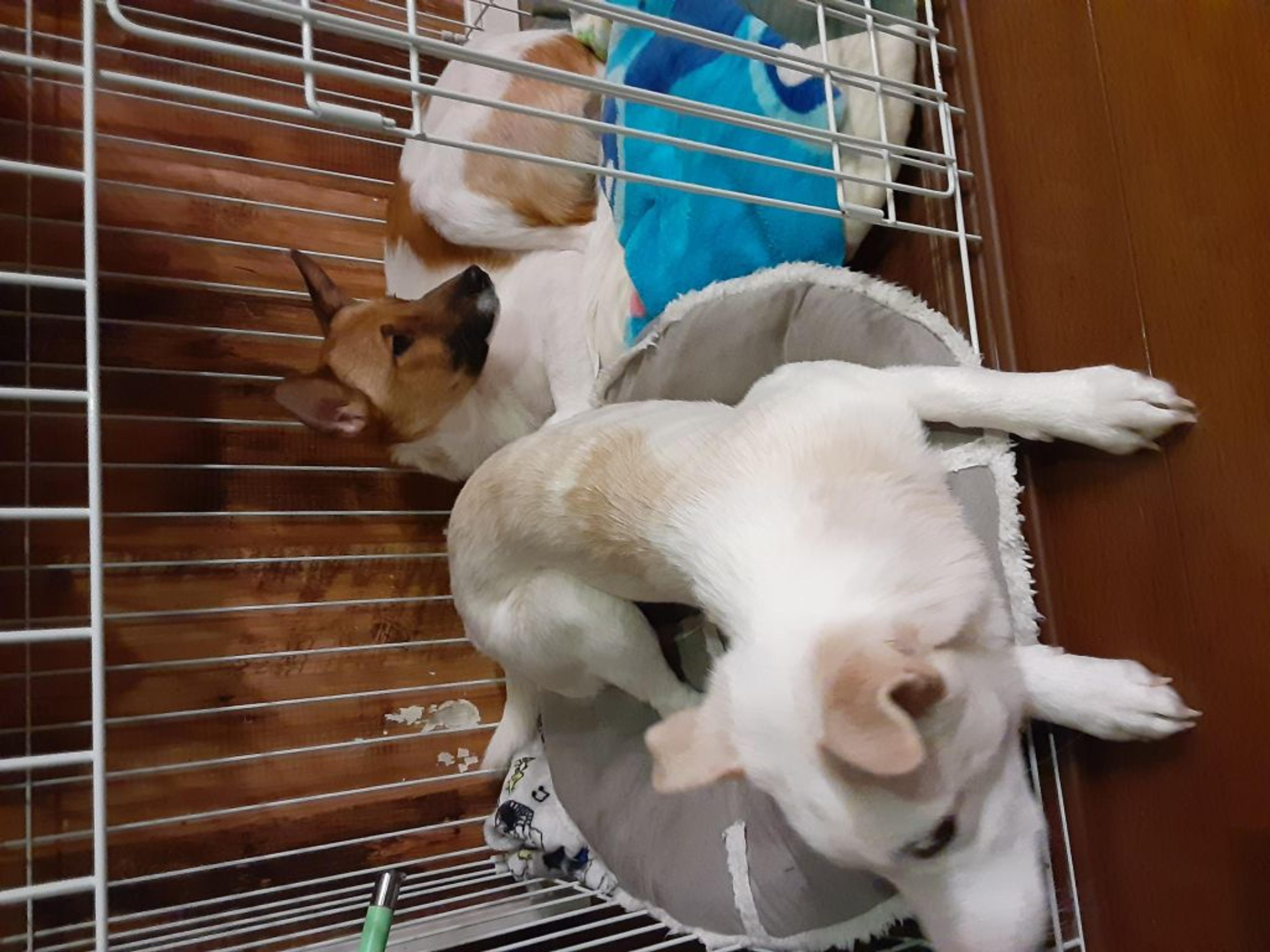 pet-image-3