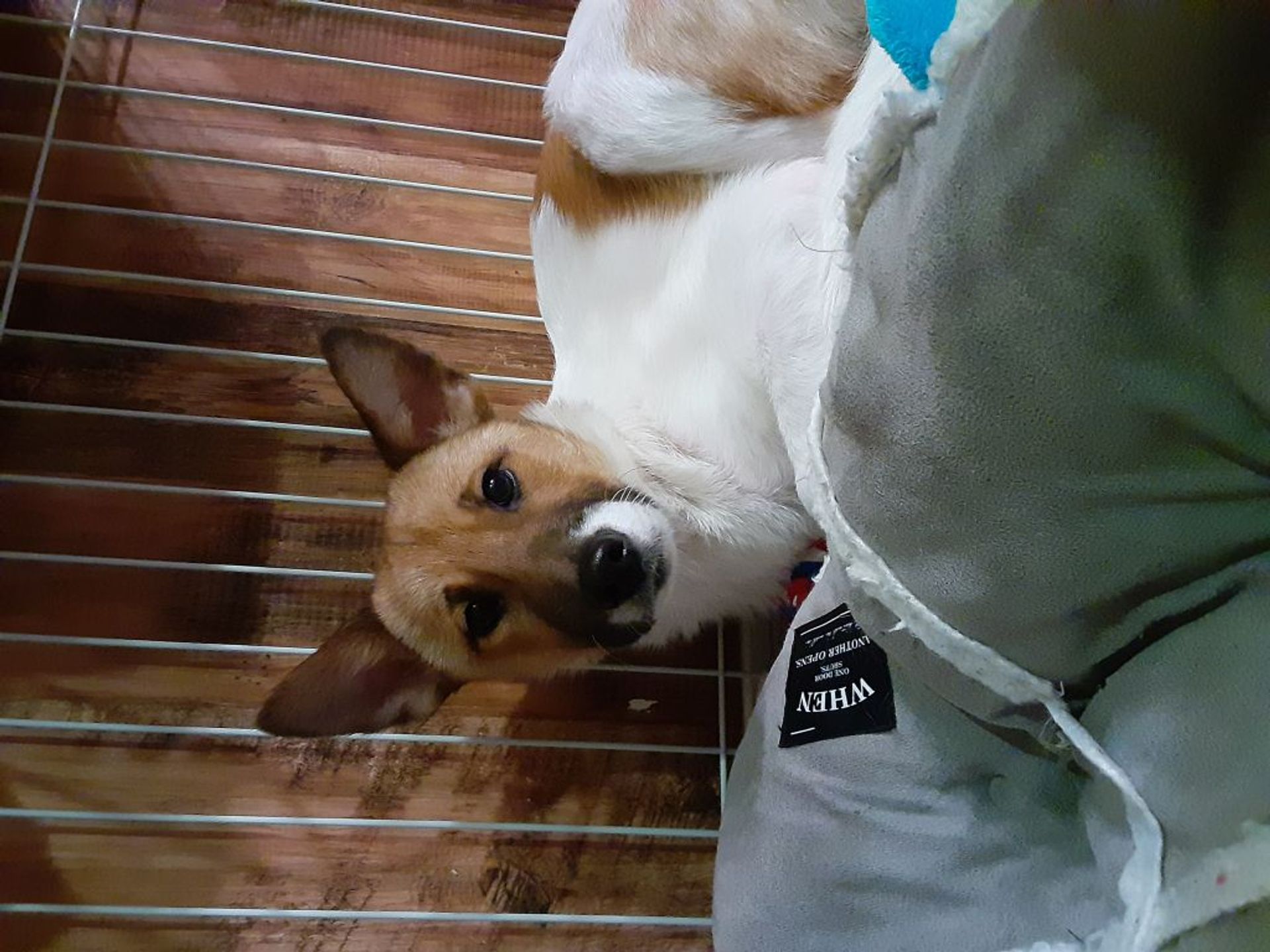雑種（ミックス犬）・メスの里親募集の写真