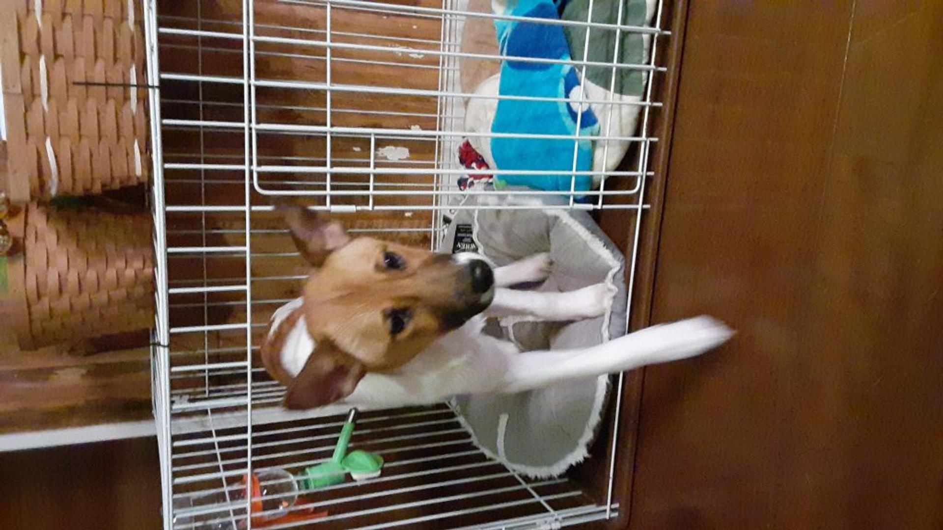 pet-image-2
