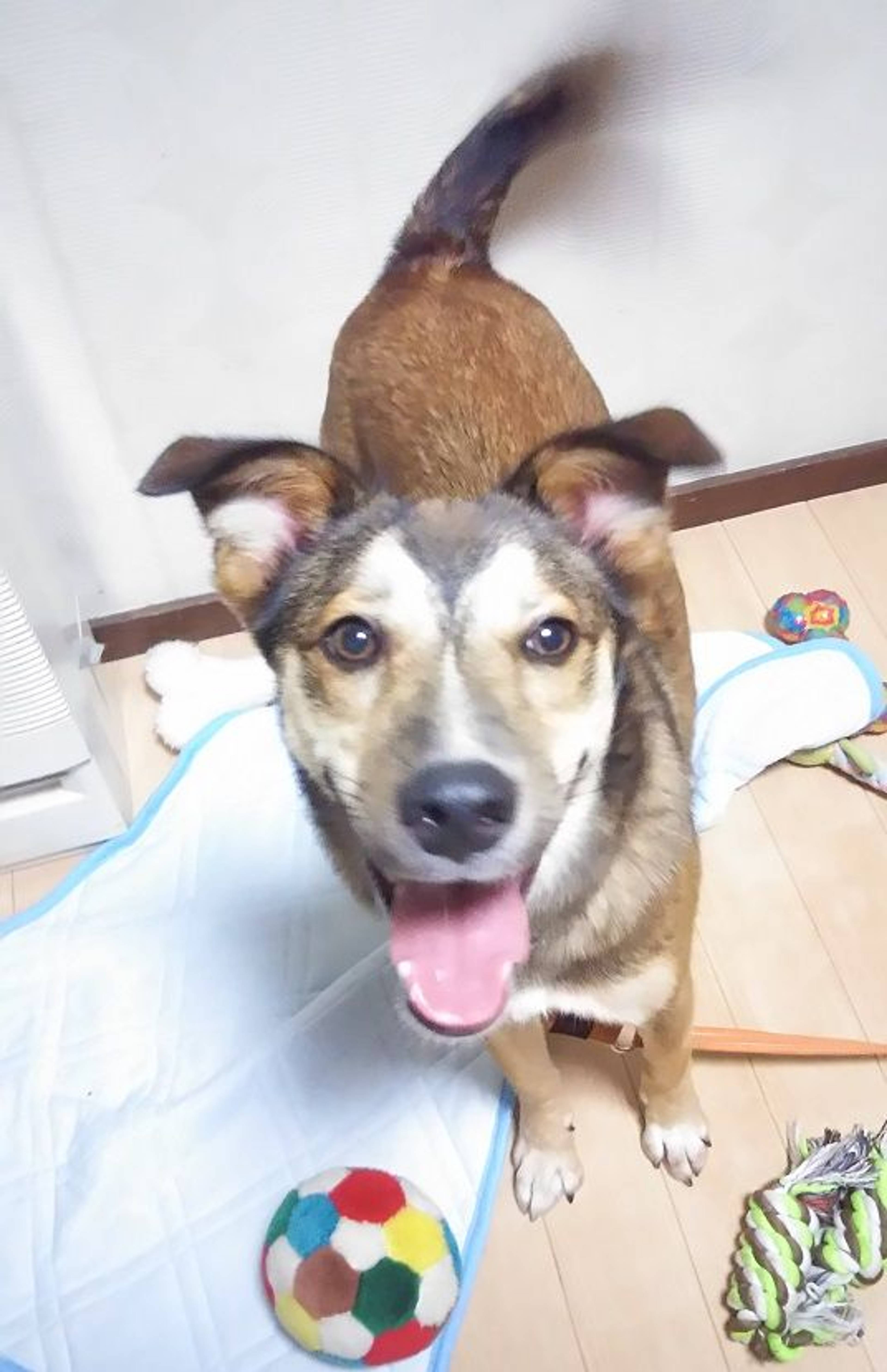雑種（ミックス犬）・オスの里親募集の写真