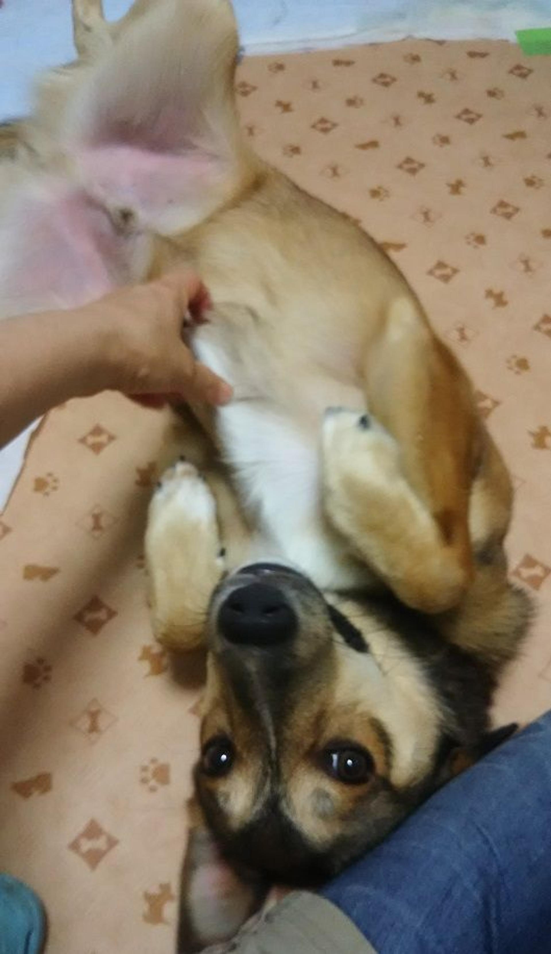 pet-image-2
