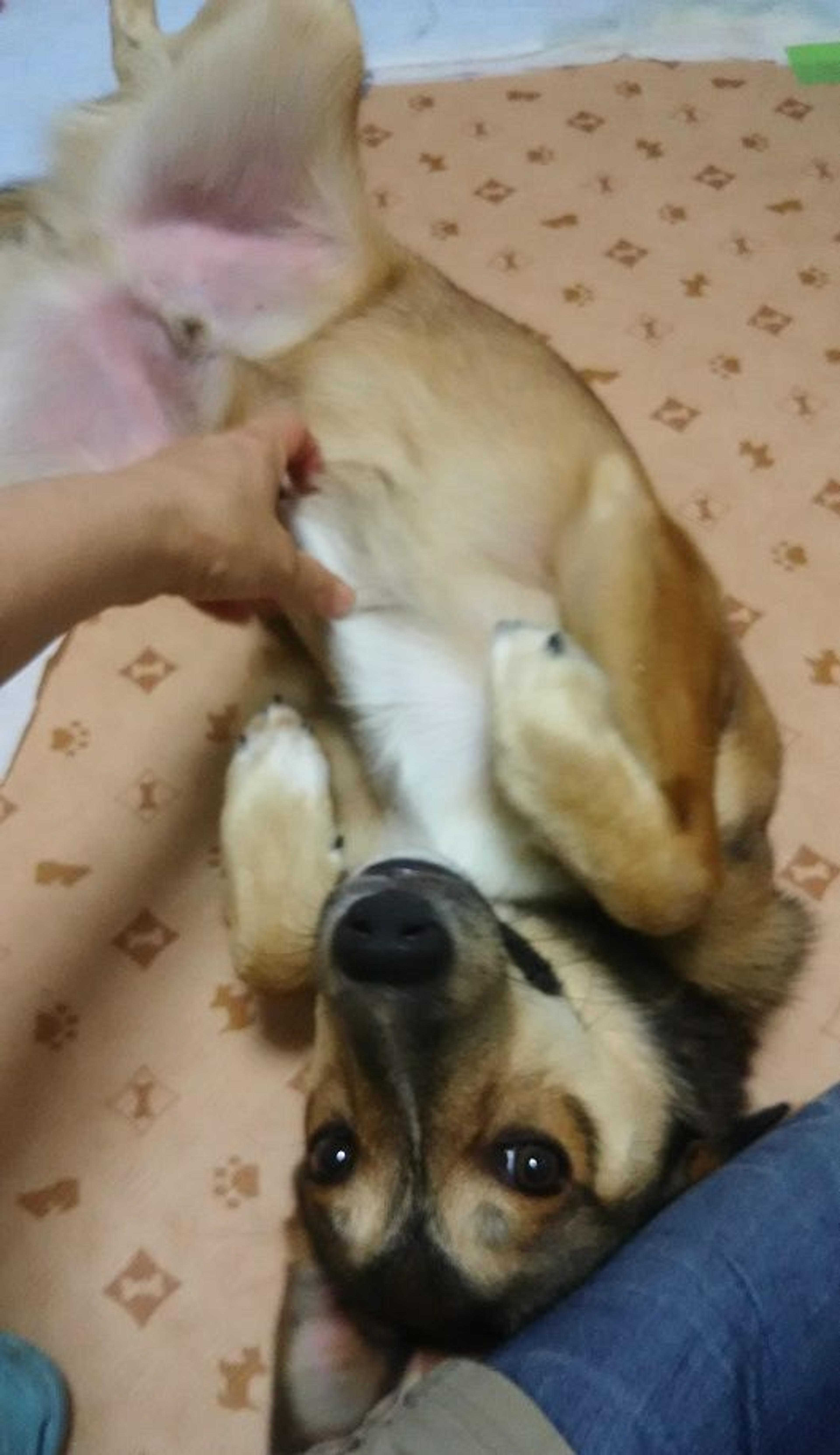 pet-image-2