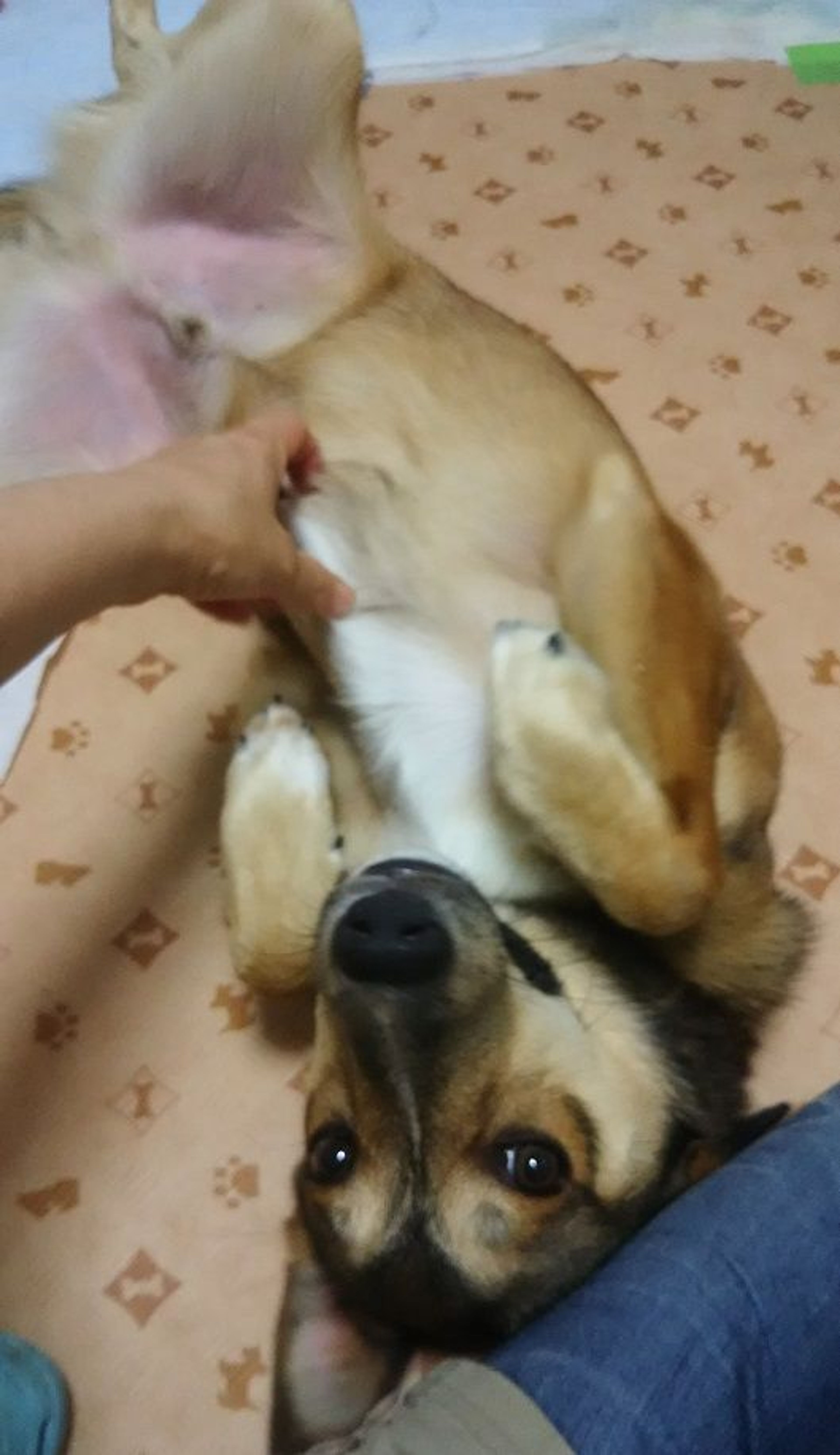 pet-image-2