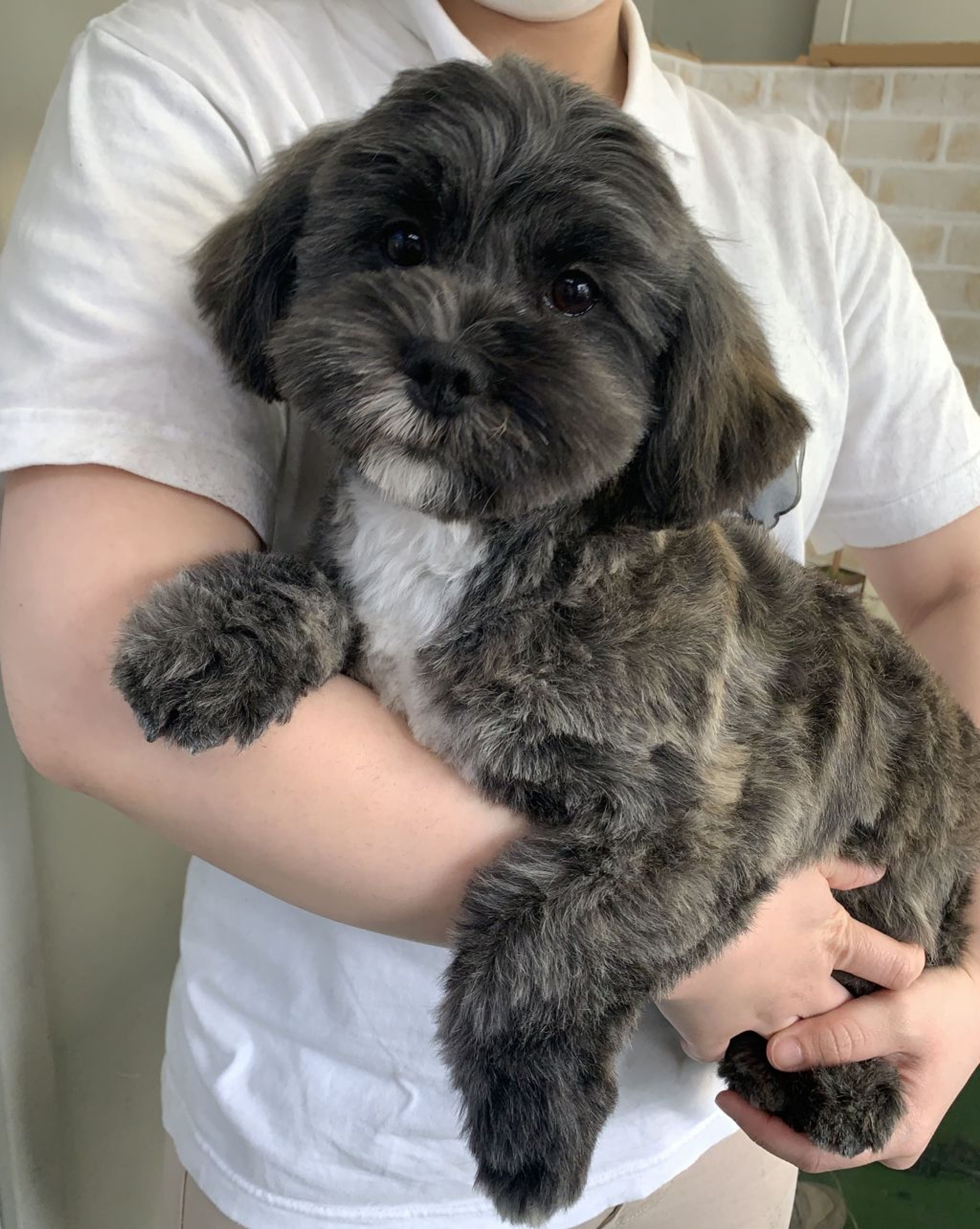 雑種（ミックス犬）・オスの里親募集の写真