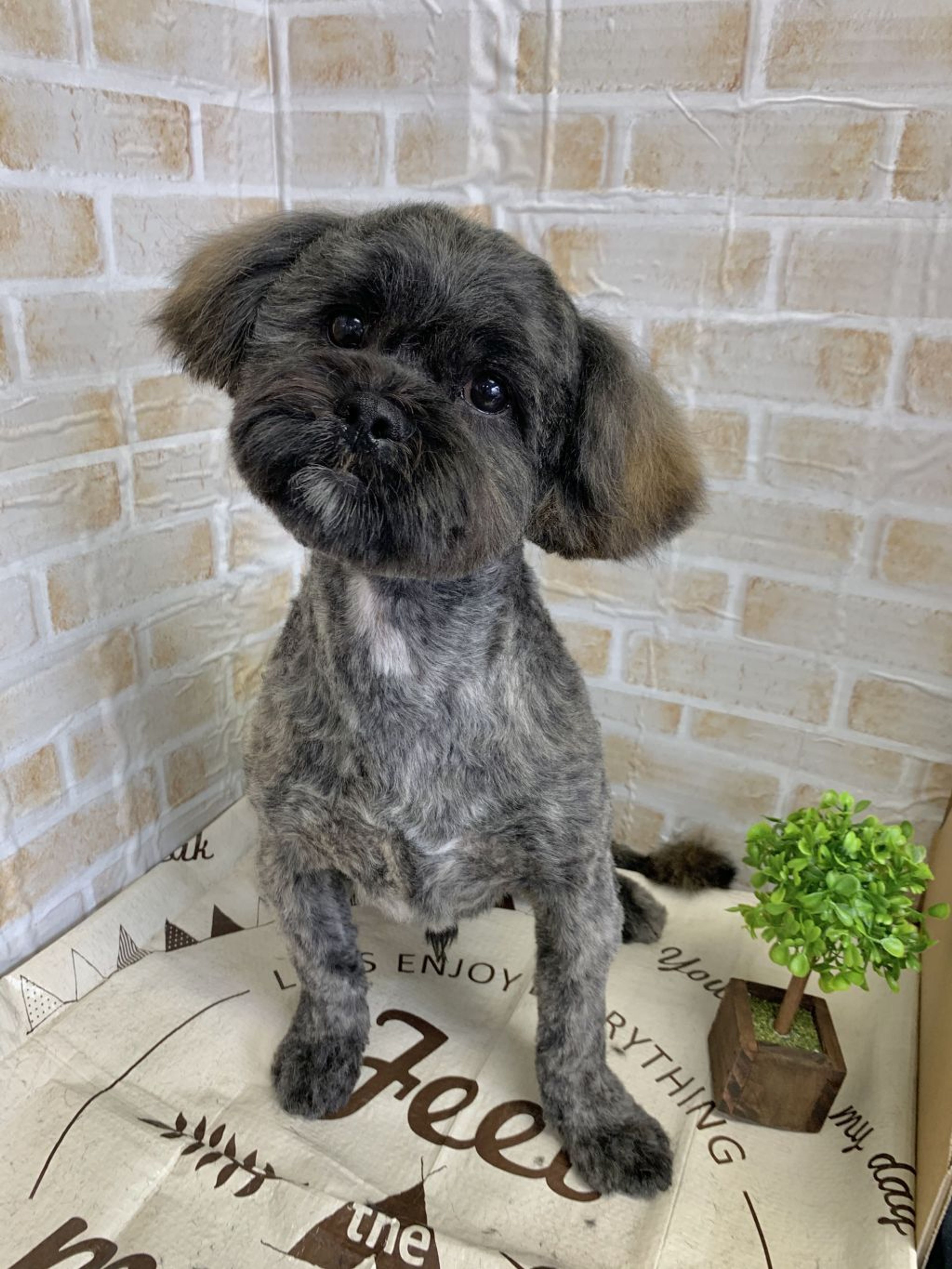 雑種（ミックス犬）・オスの里親募集の写真