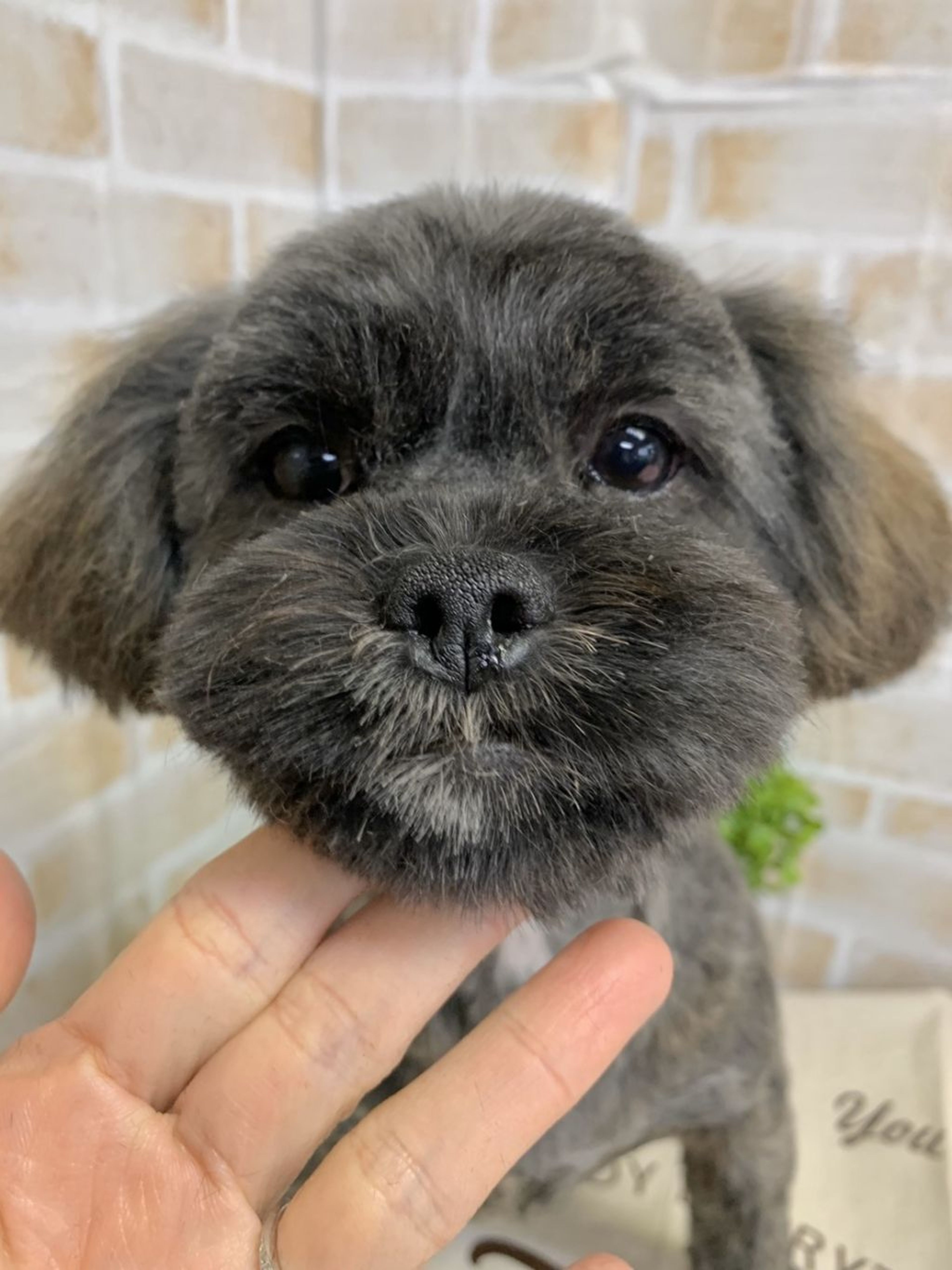 雑種（ミックス犬）・オスの里親募集の写真