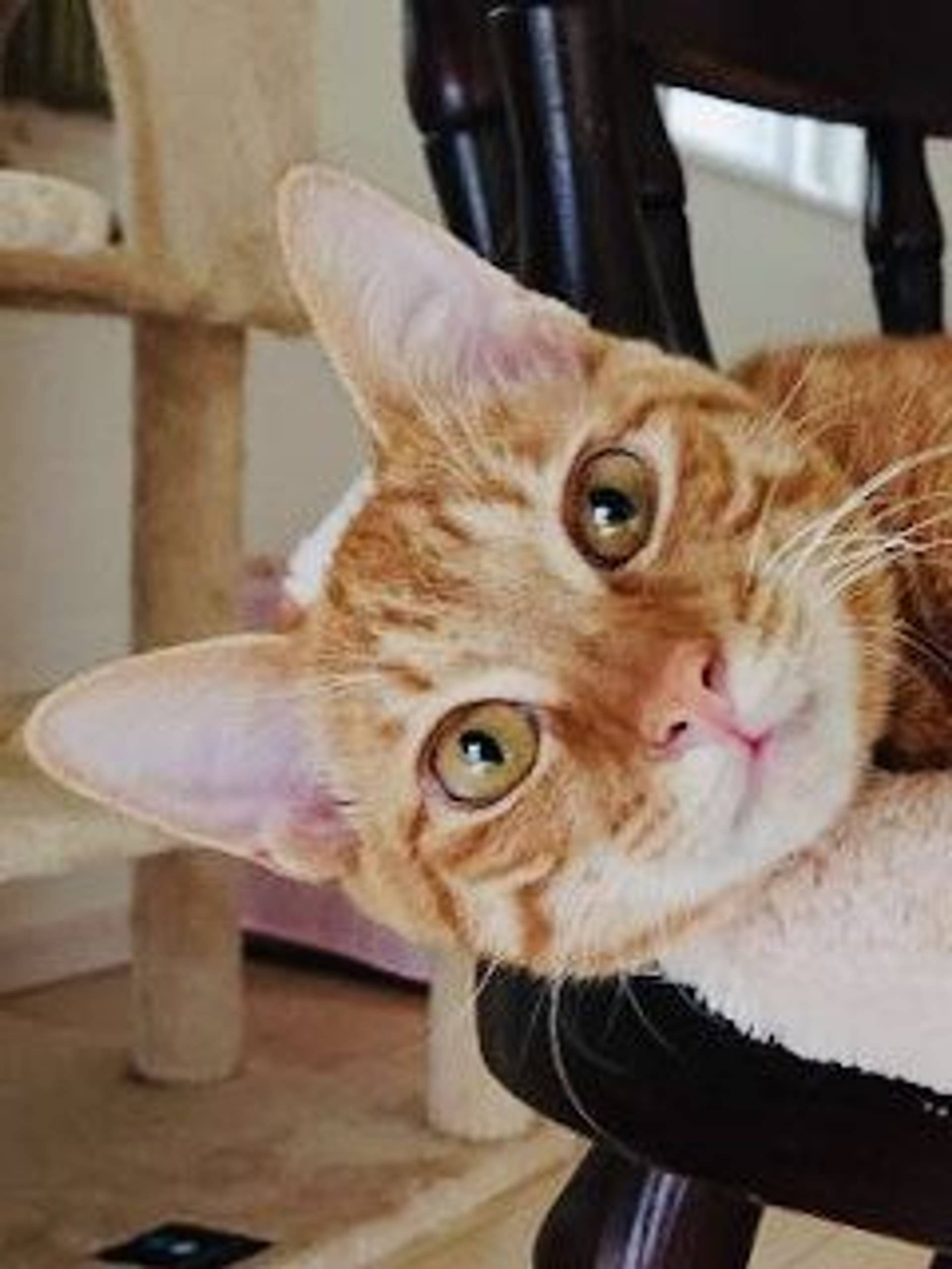 雑種（ミックス猫）・オスの里親募集の写真