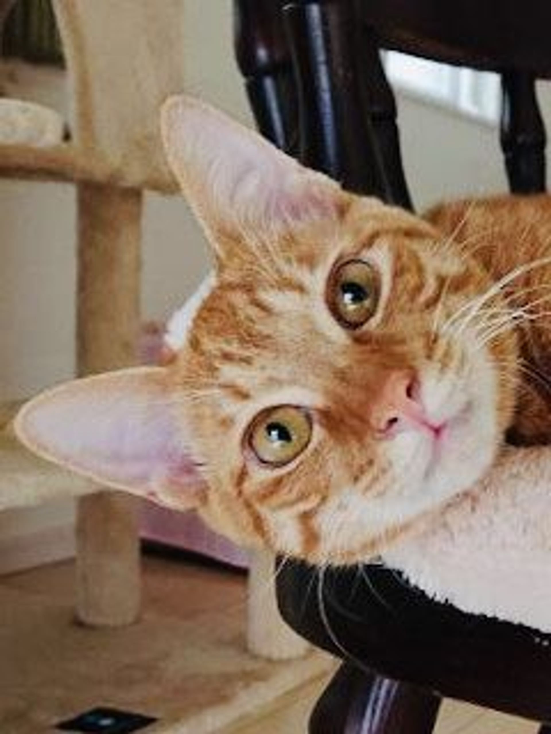 雑種（ミックス猫）・オスの里親募集の写真