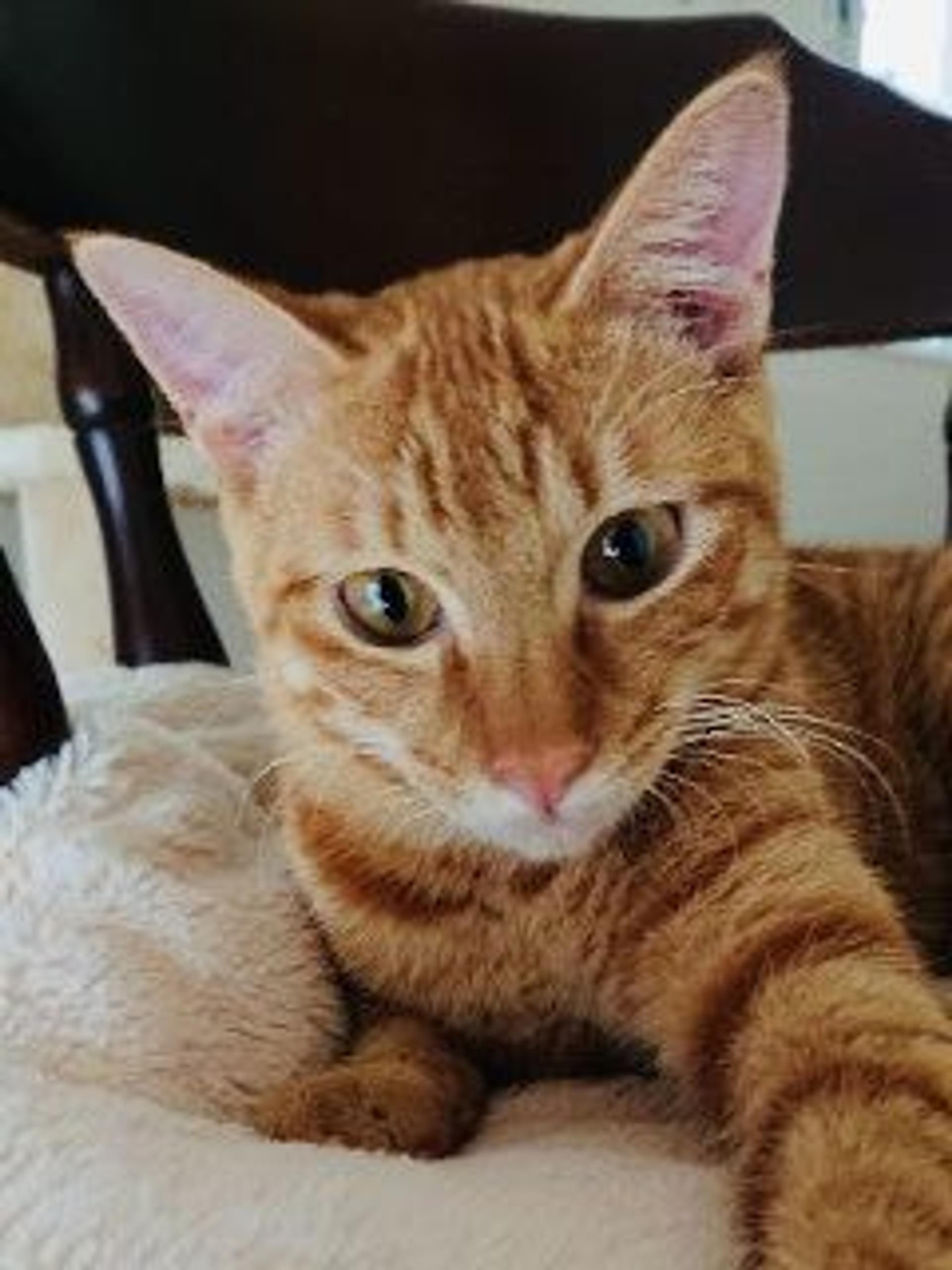pet-image-2