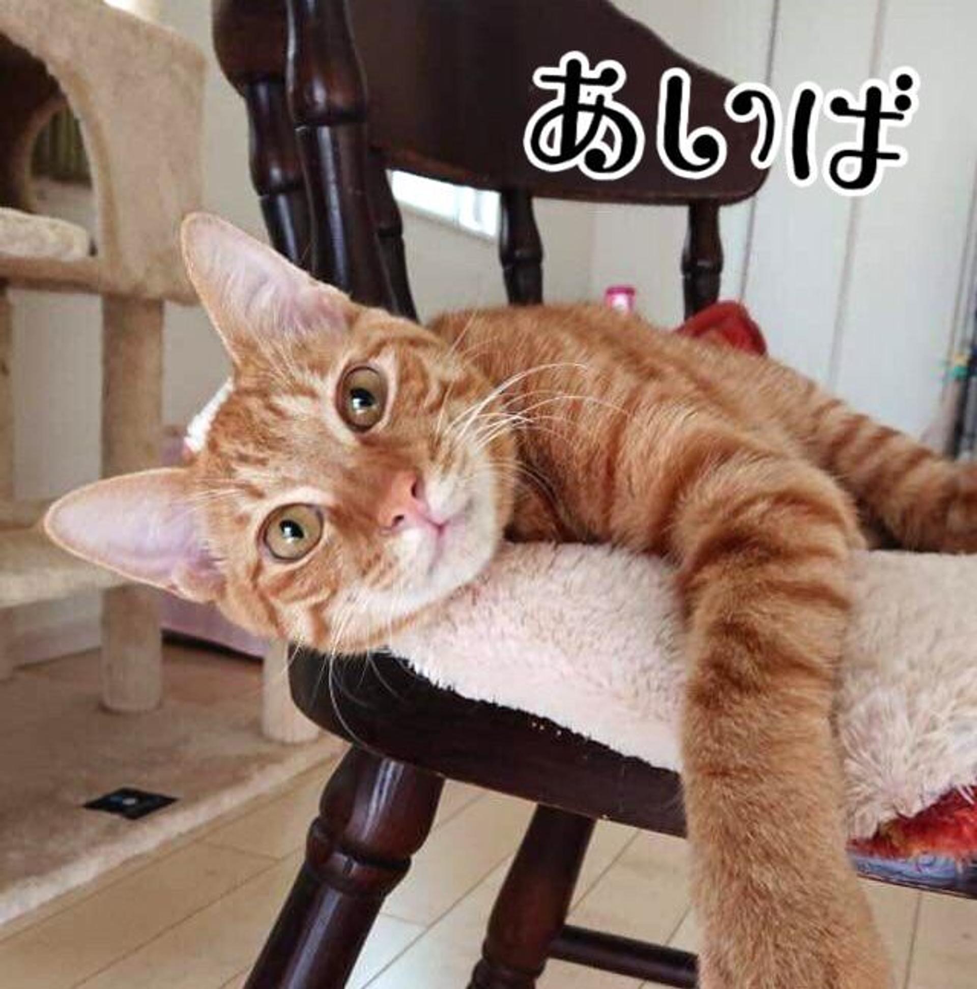 pet-image-3
