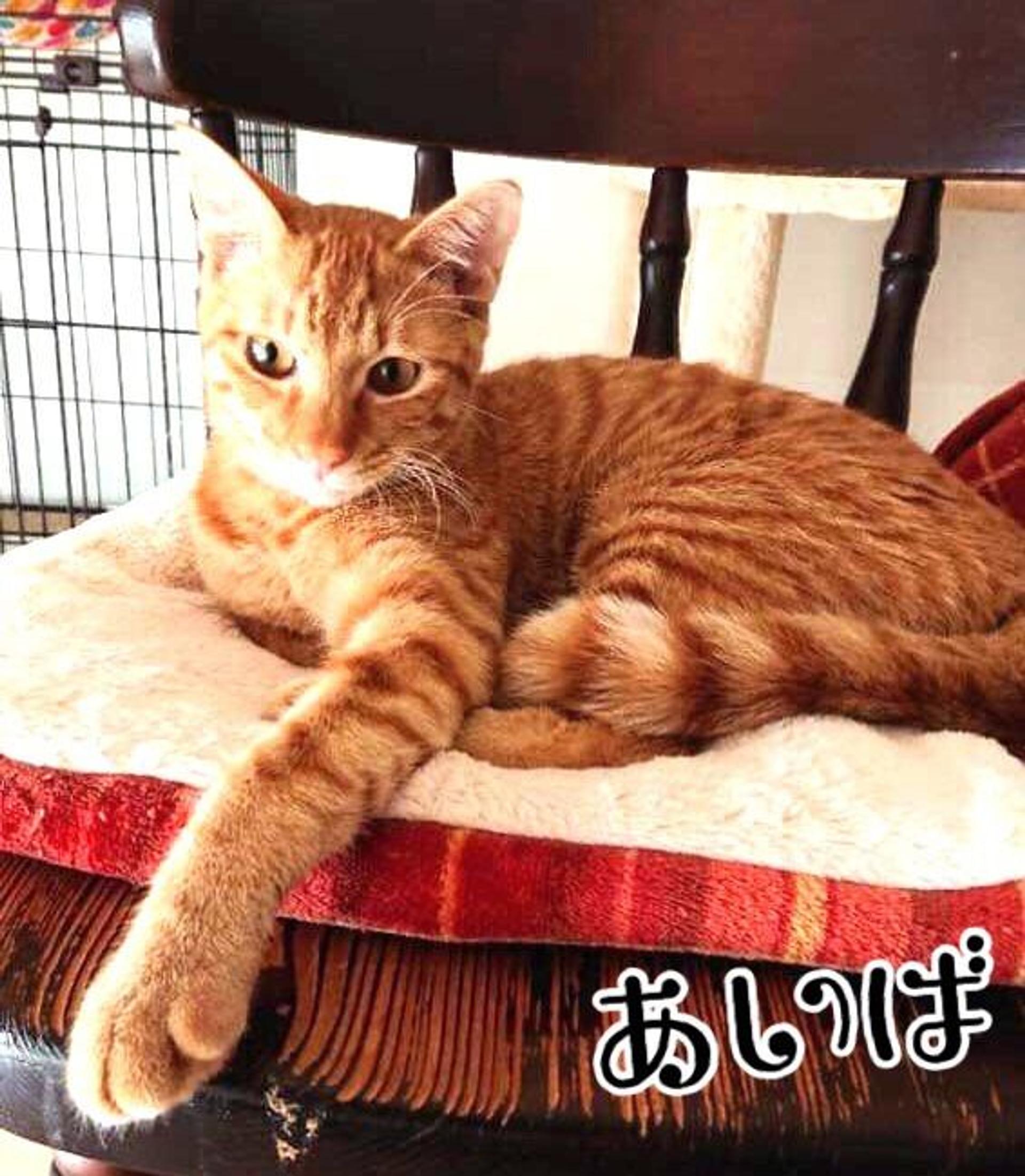 pet-image-4