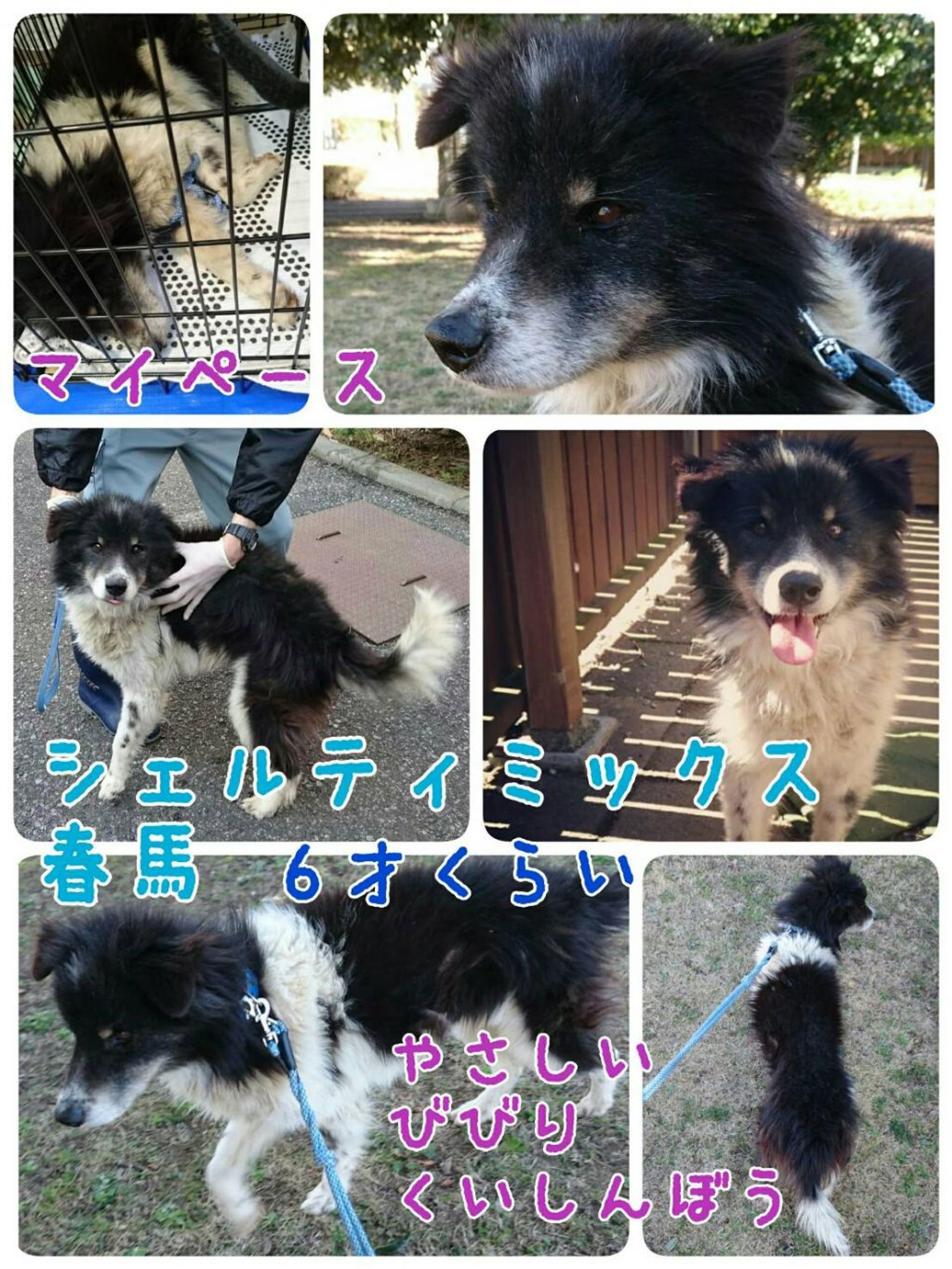 雑種（ミックス犬）・オスの里親募集の写真