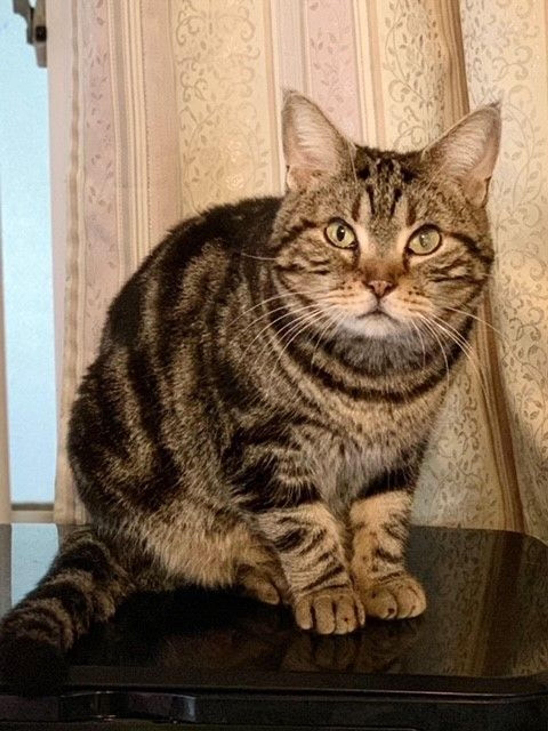 アメリカンショートヘア・メスの里親募集の写真