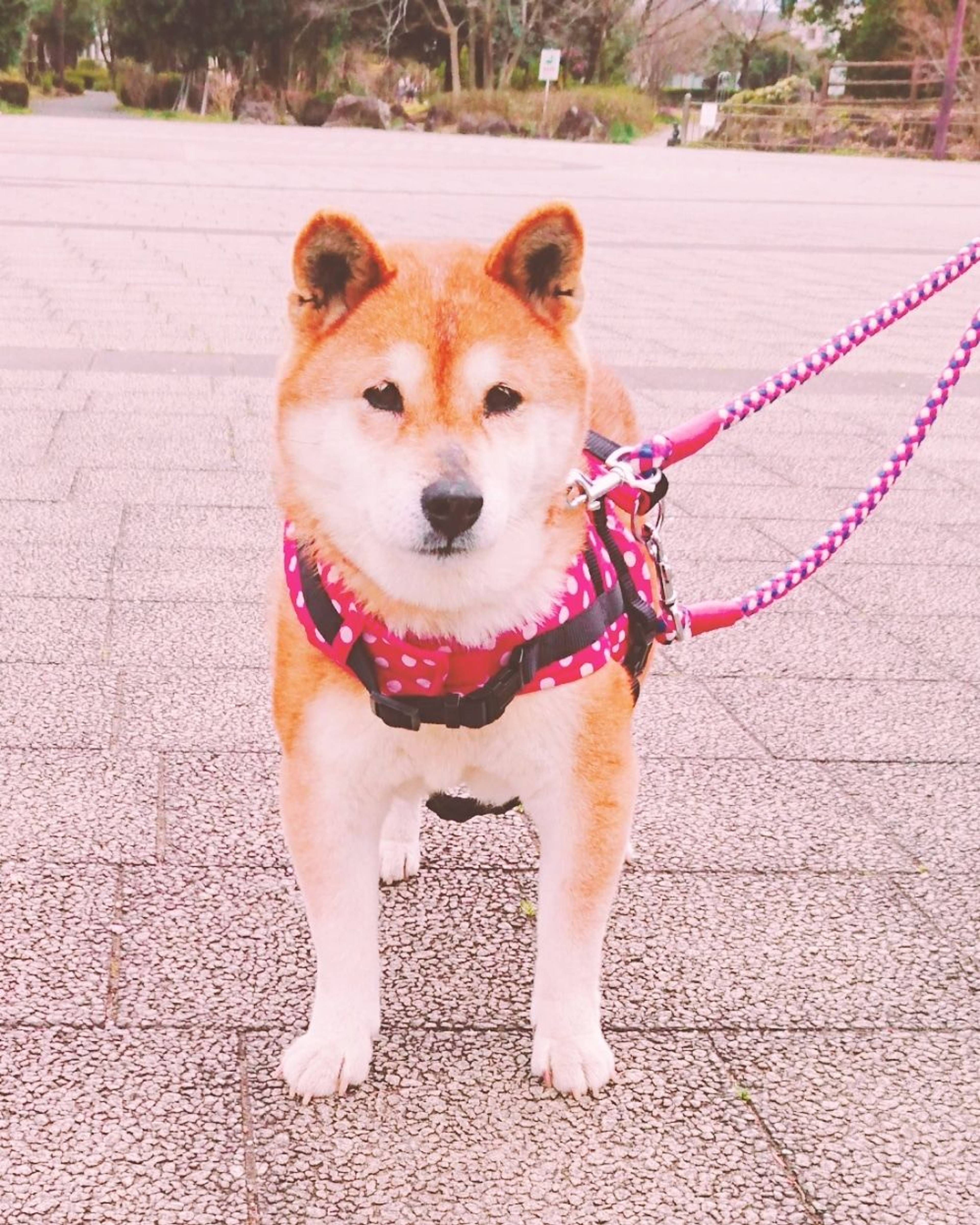 柴犬・メスの里親募集の写真