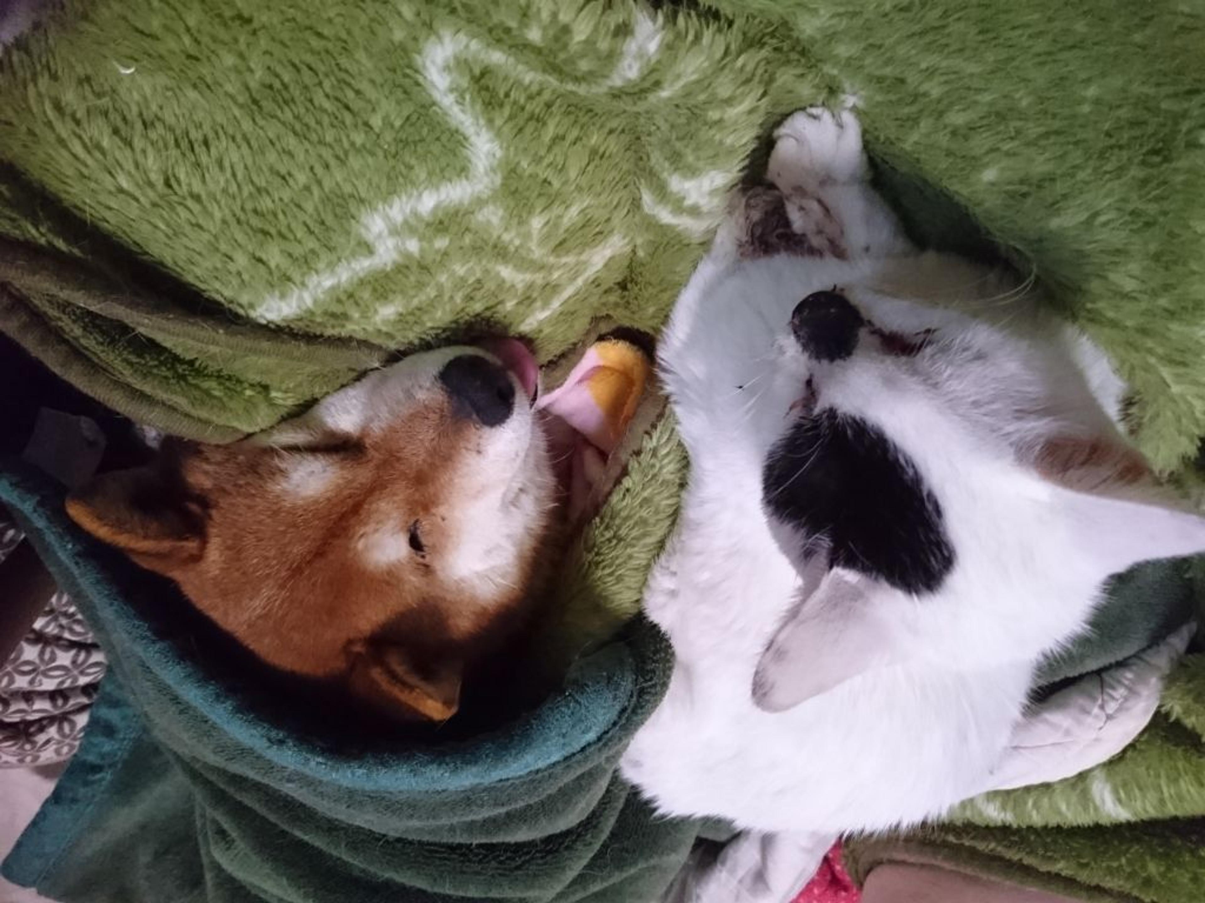 pet-image-3