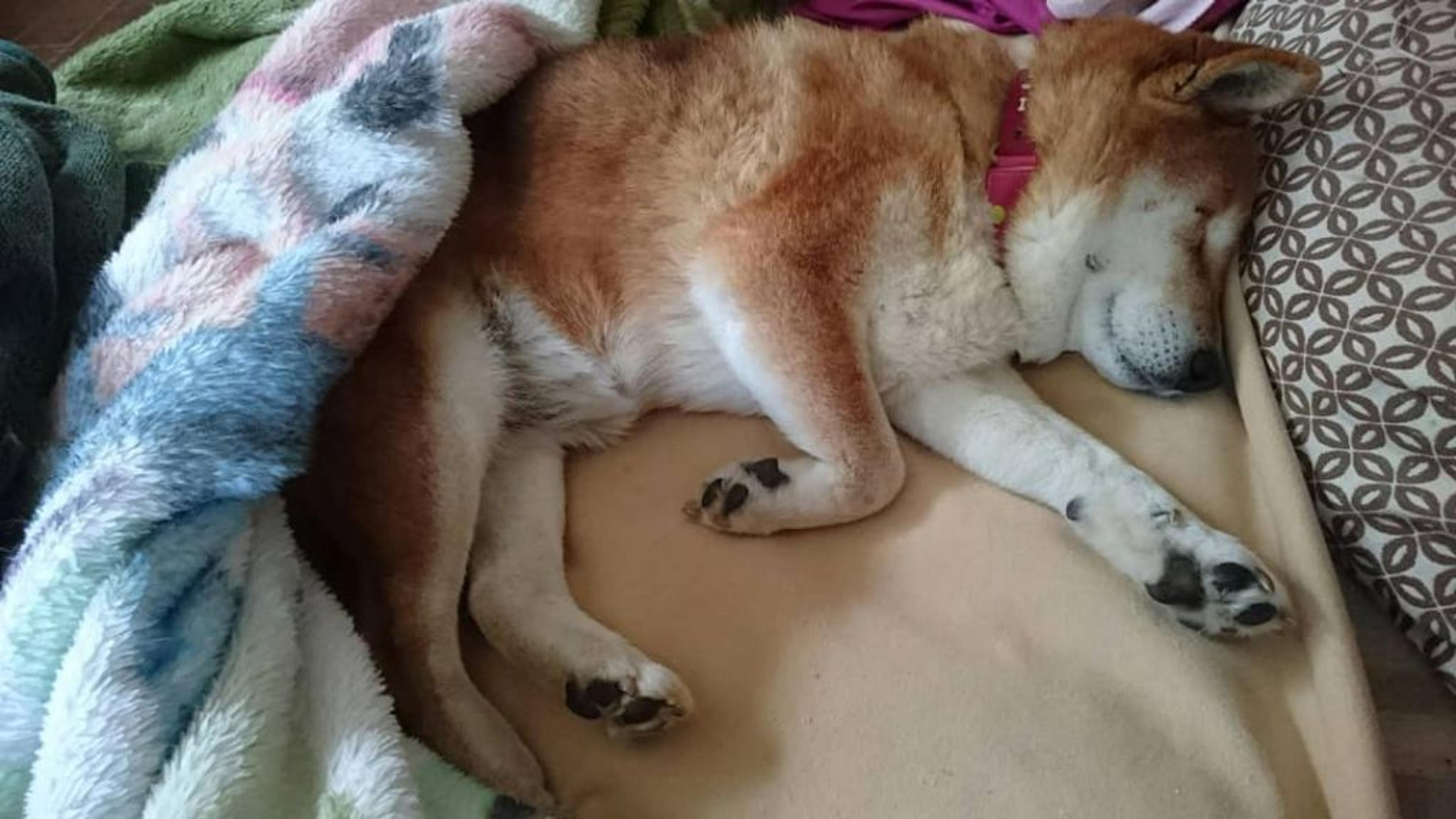 pet-image-4