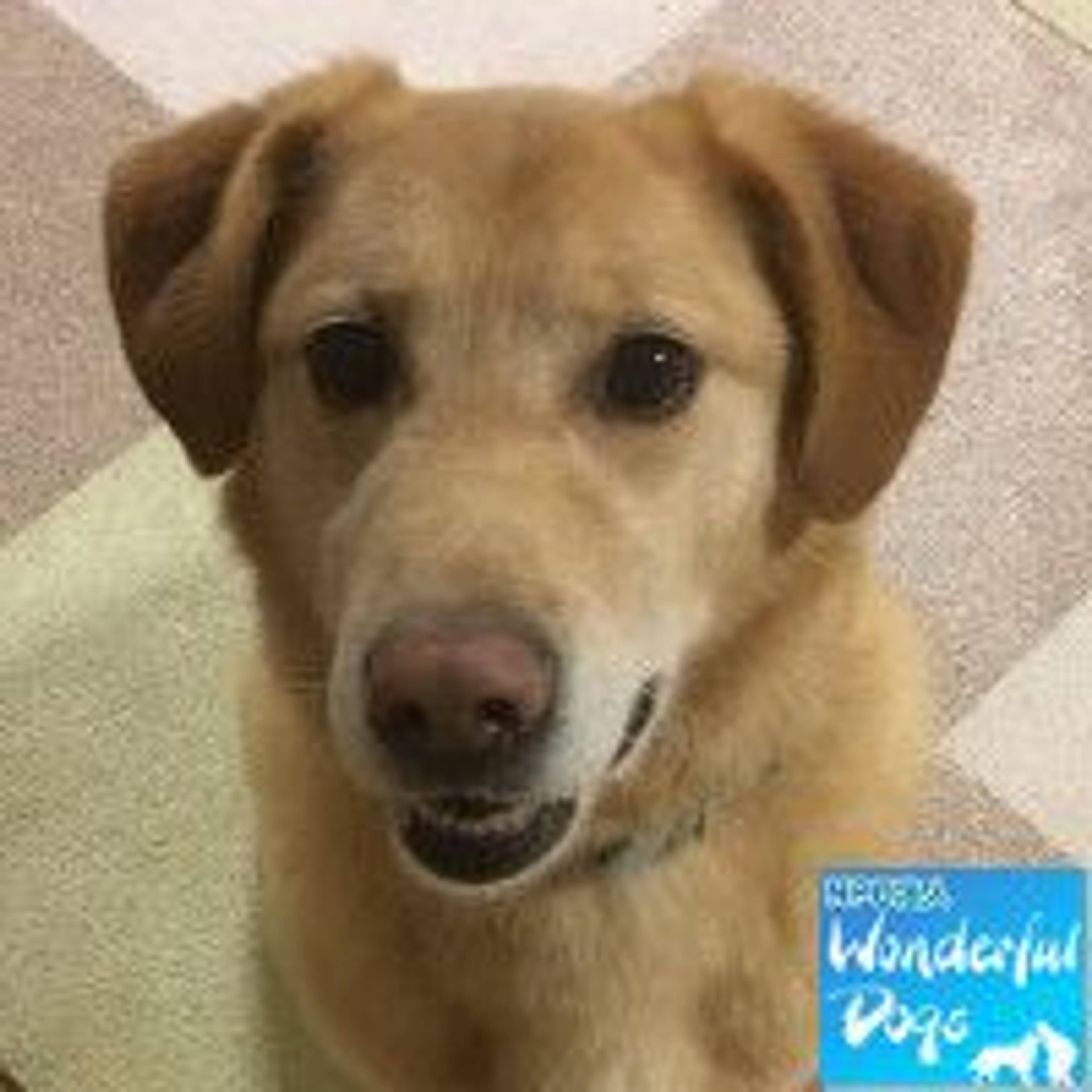 雑種（ミックス犬）・オスの里親募集の写真