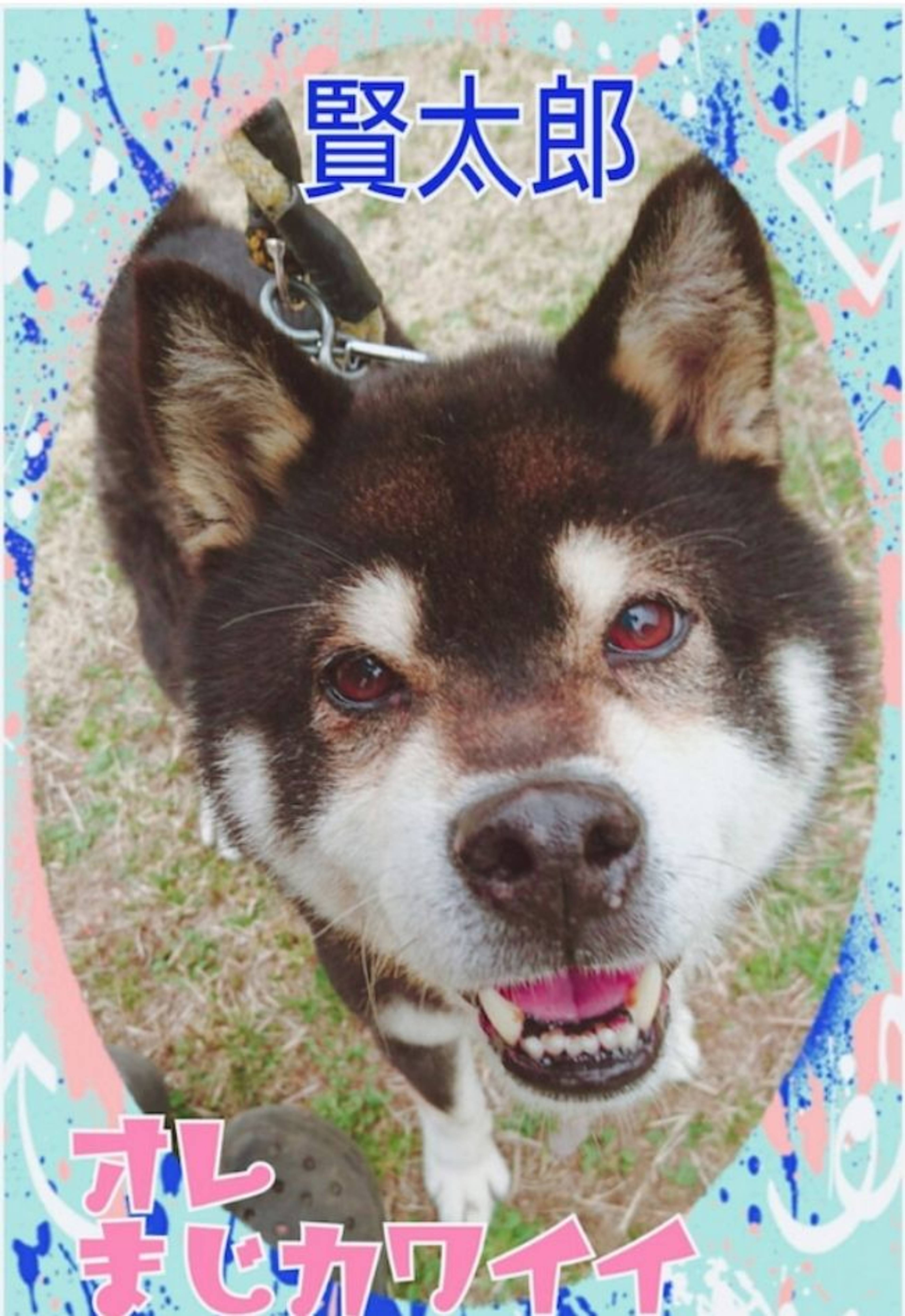 柴犬・オスの里親募集の写真