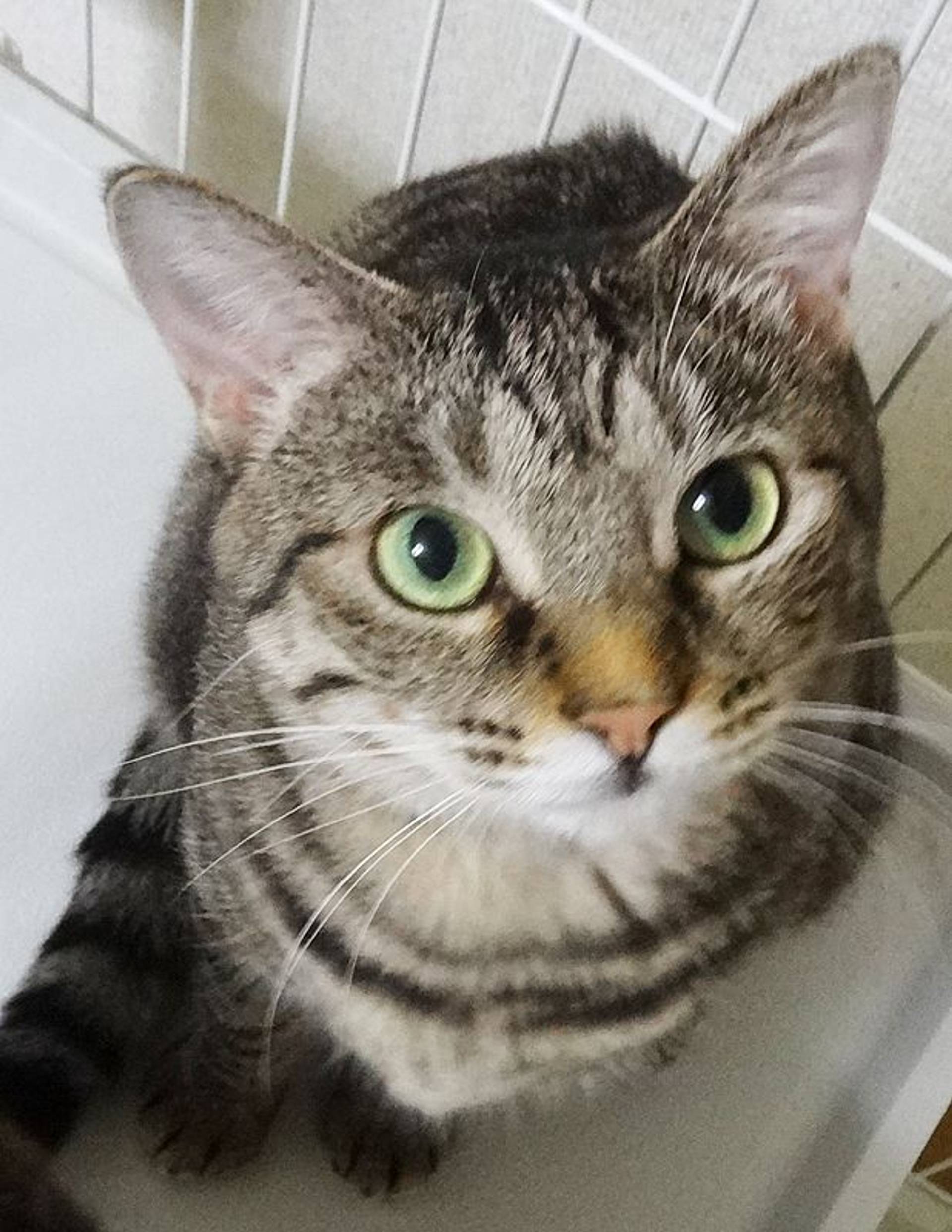 雑種（ミックス猫）・メスの里親募集の写真