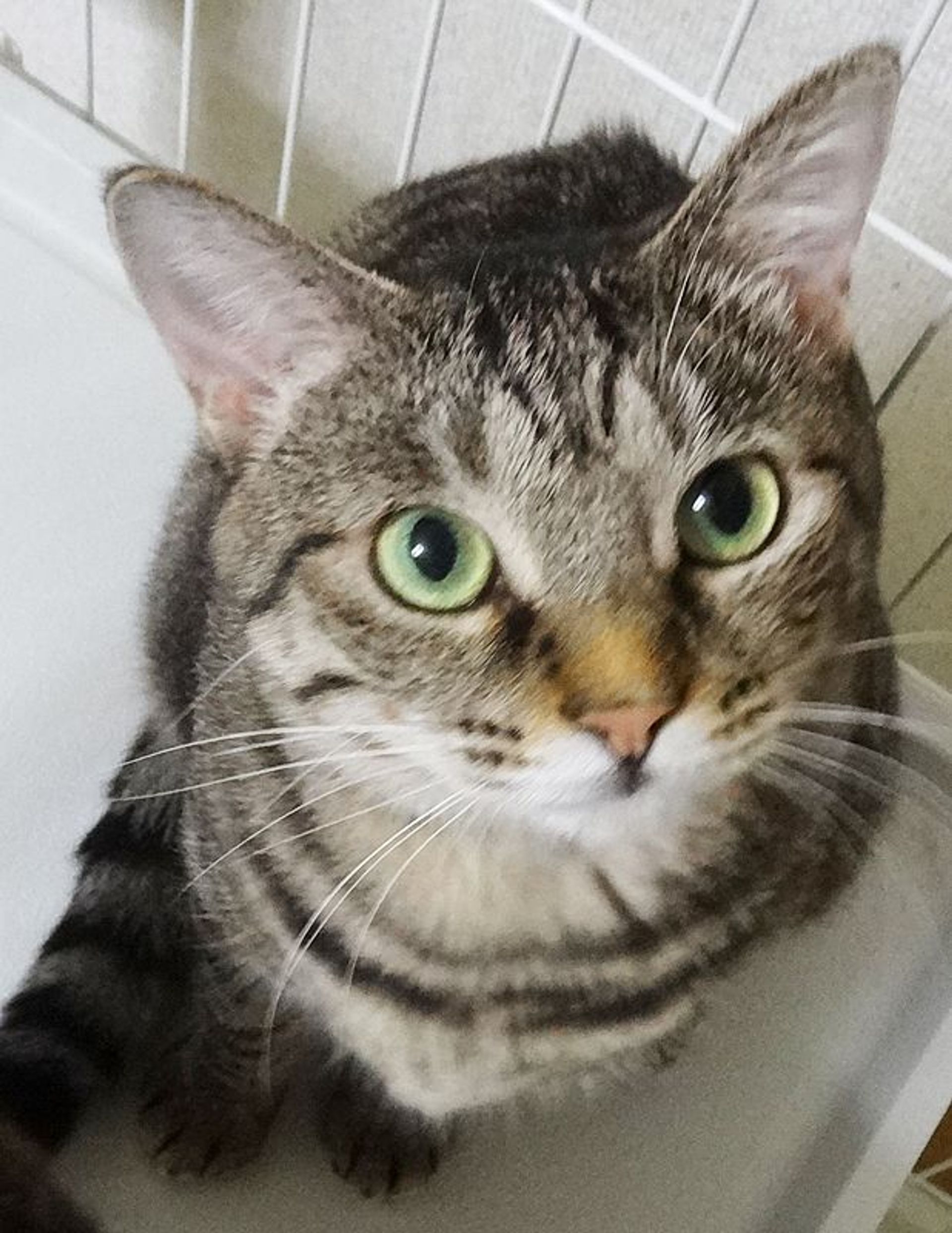 雑種（ミックス猫）・メスの里親募集の写真